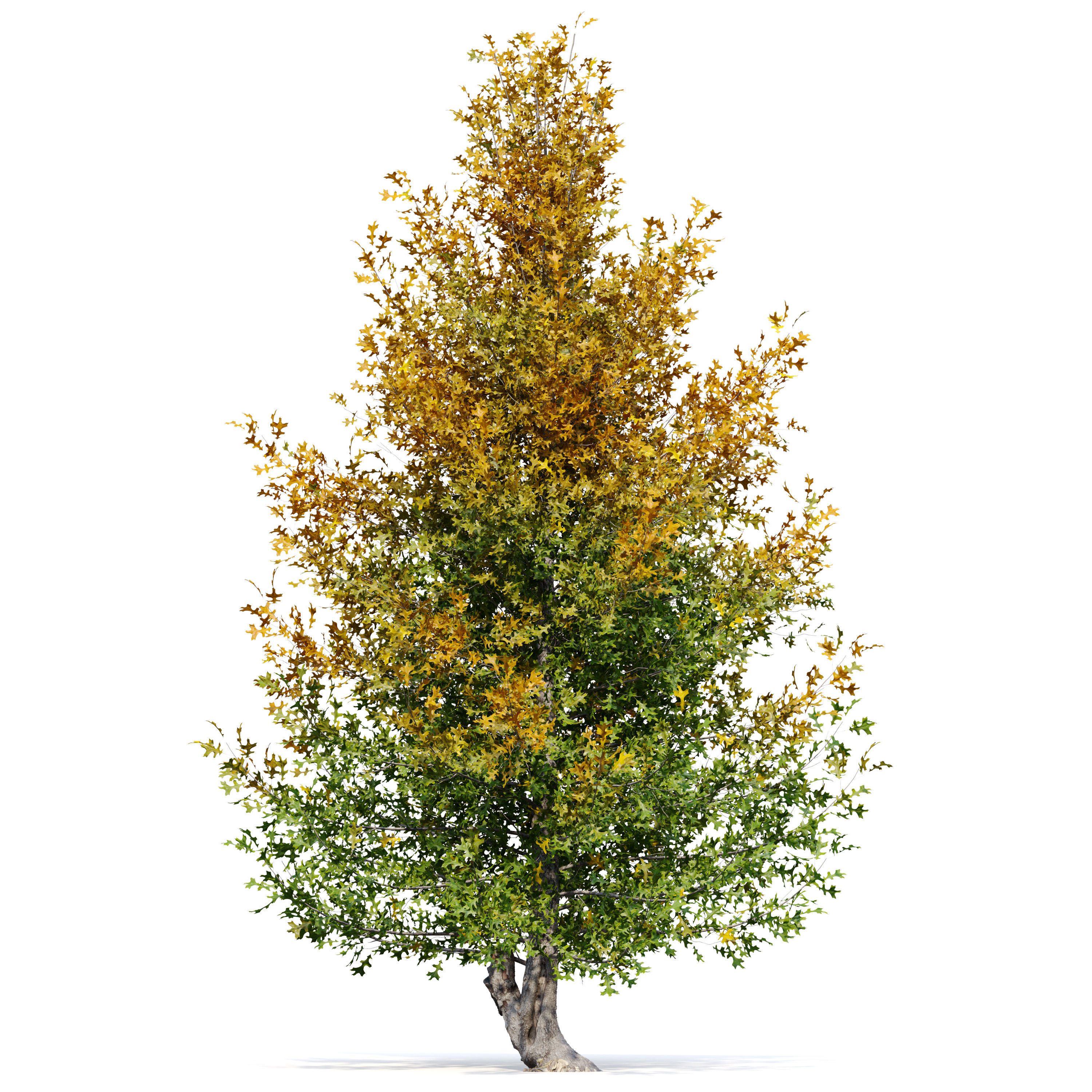 Pine oak tree 3D model_1