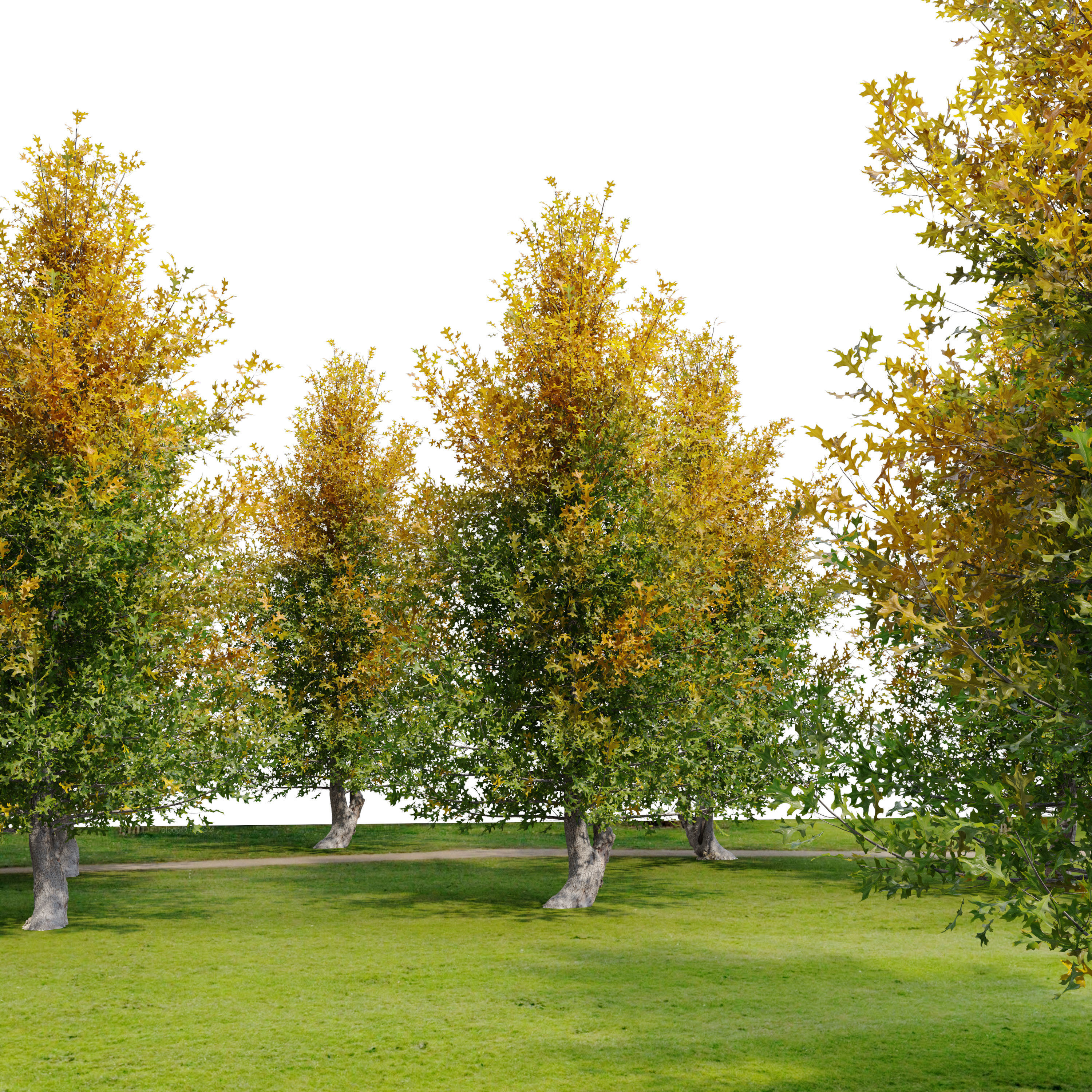 Pine oak tree 3D model_5