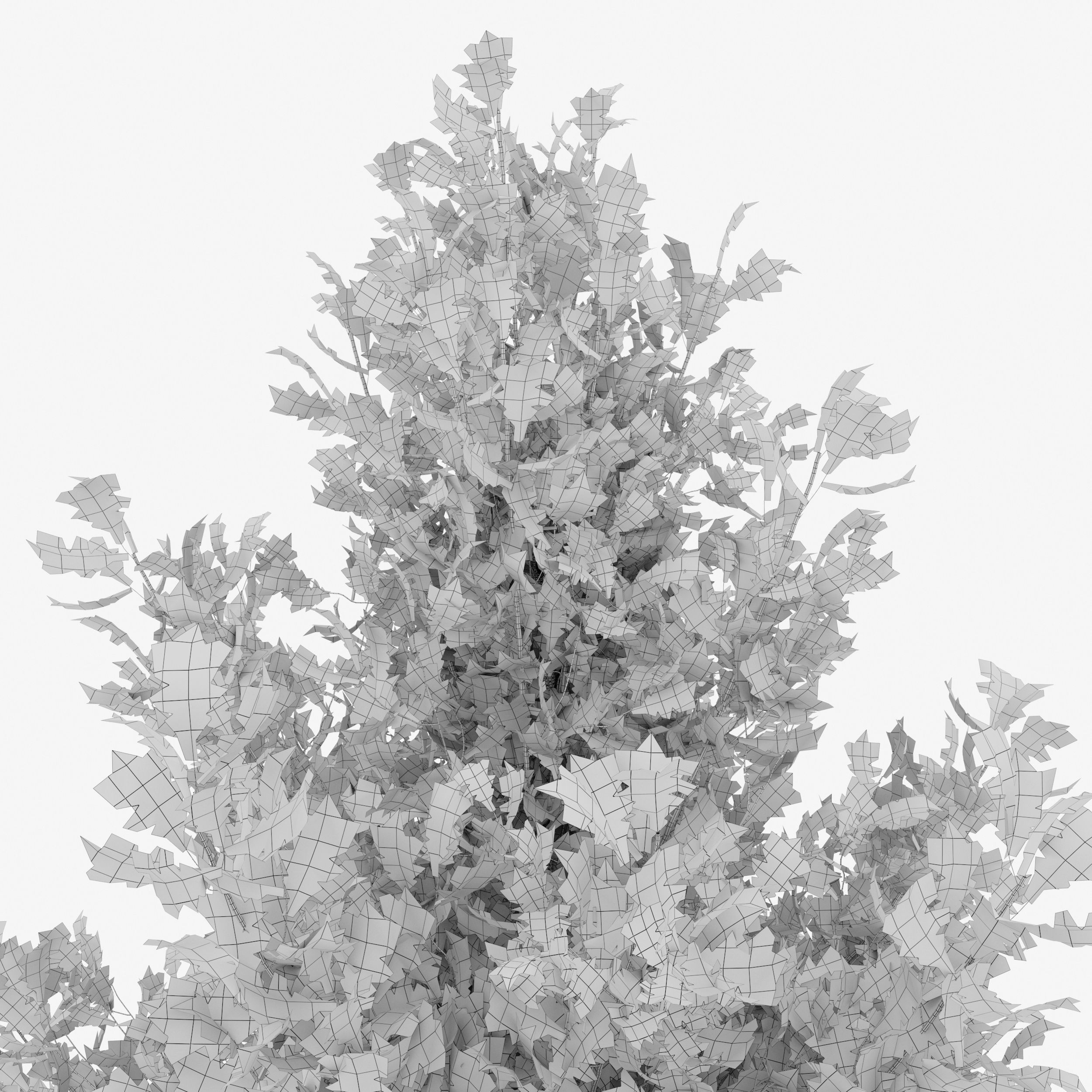 Pine oak tree 3D model_7