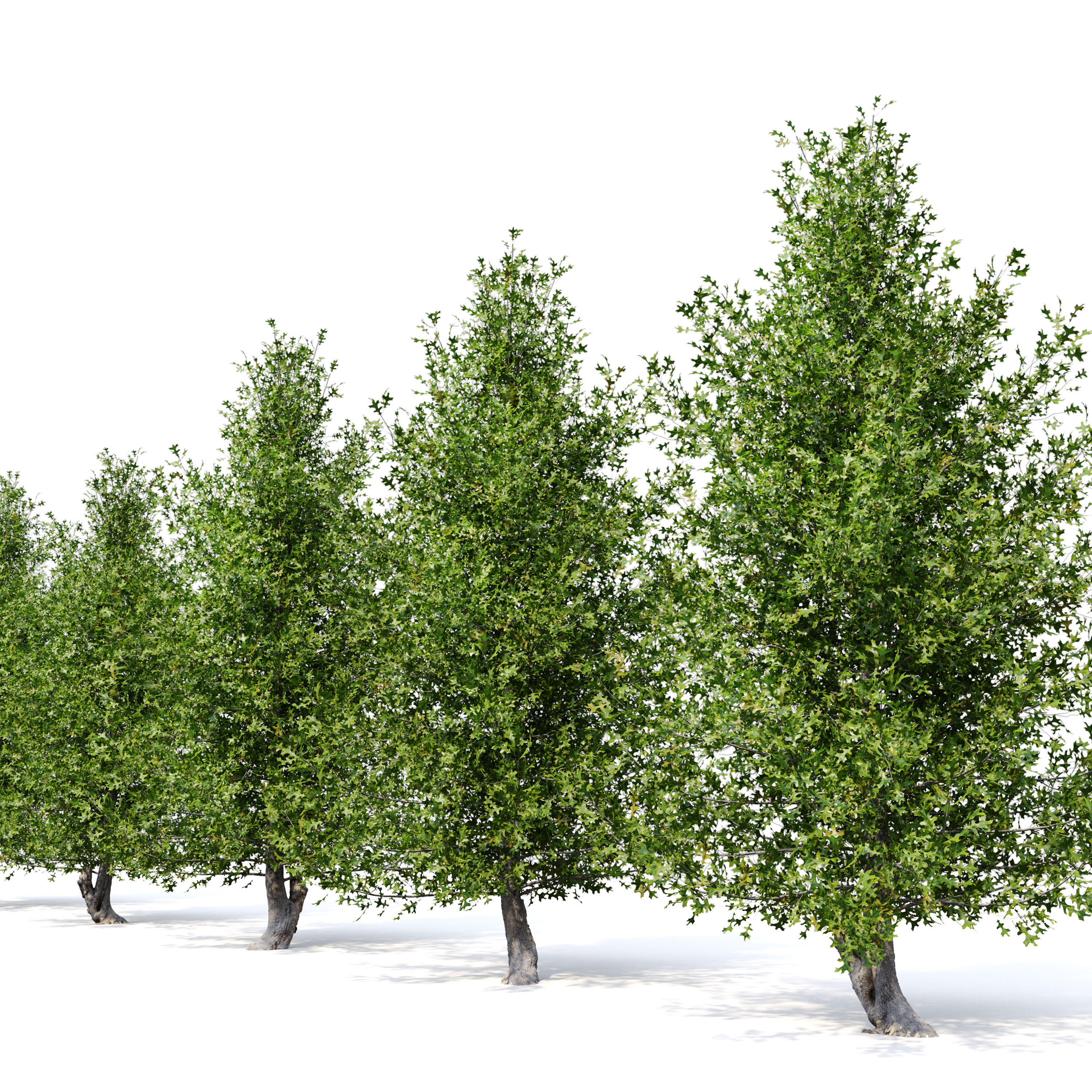 Pine oak tree 3D model_2