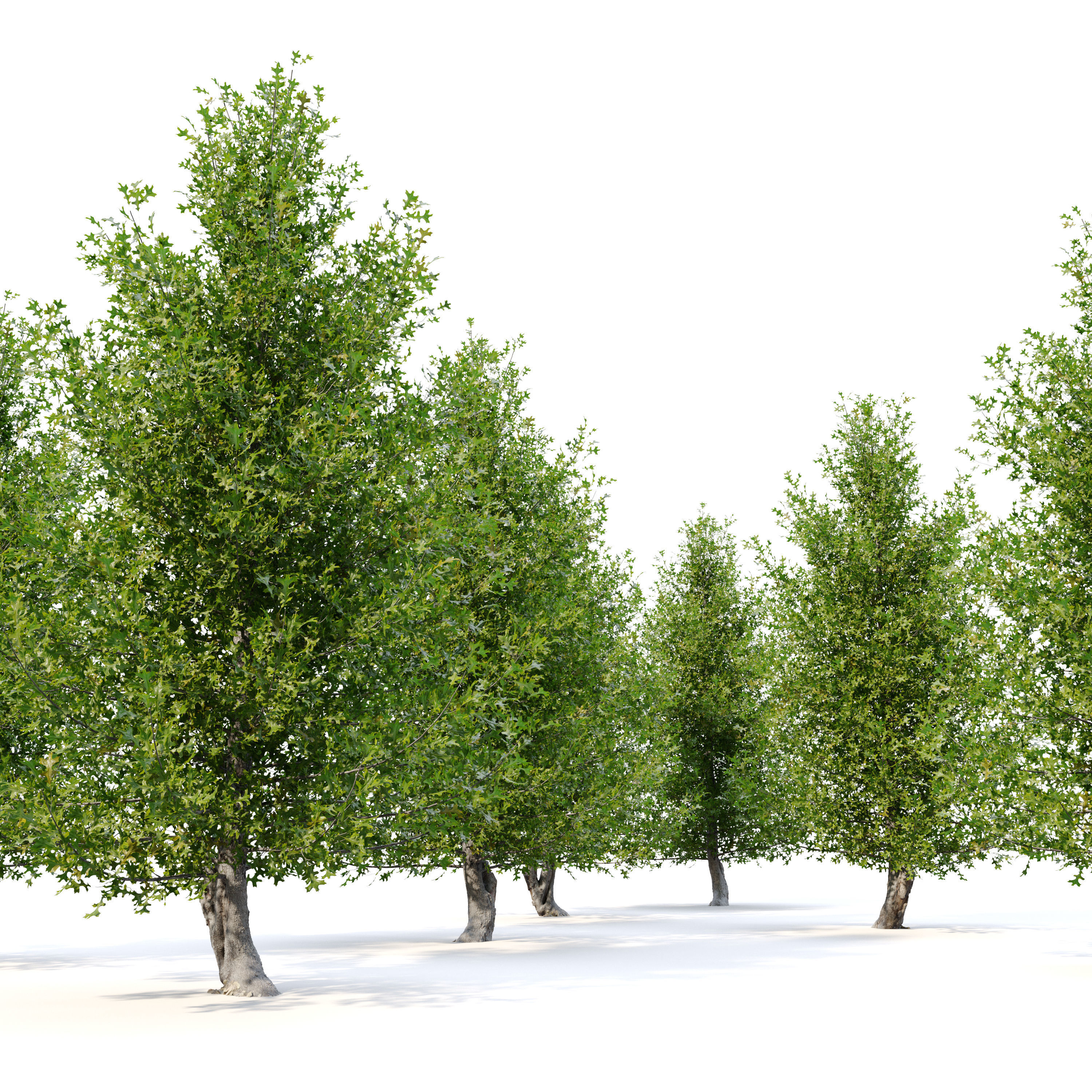Pine oak tree 3D model_3
