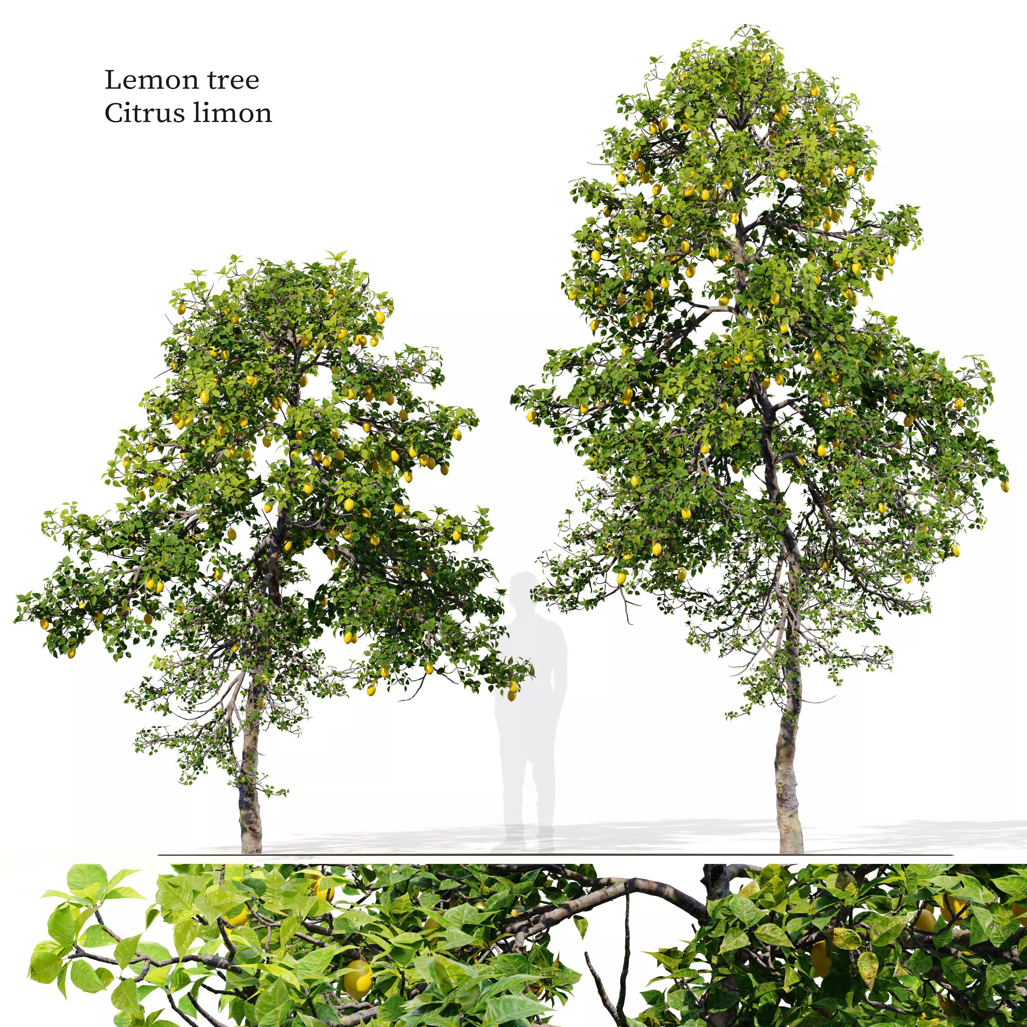 lemon tree 3D model