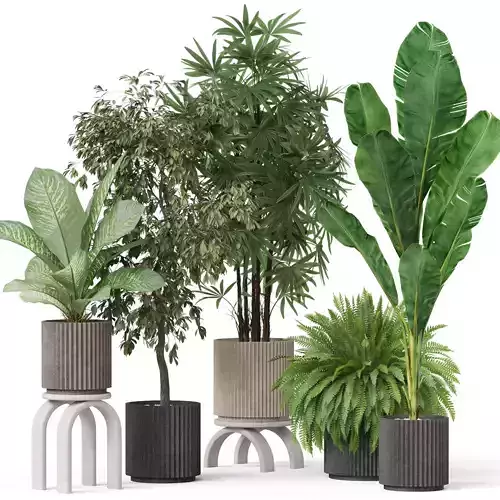 Plants collection 919 3D model