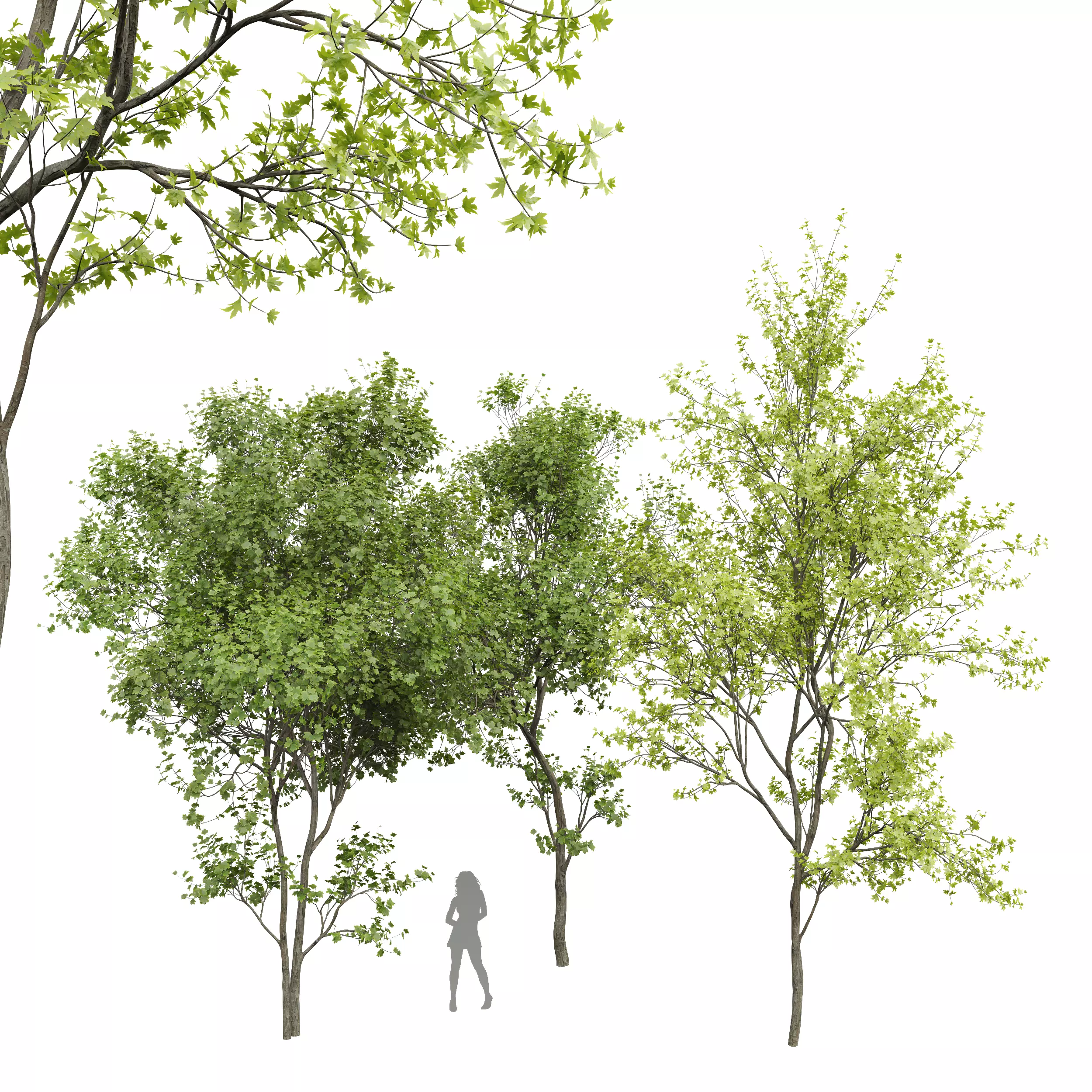 New Plant Real Tree Acer Saccharinum Spring Summer001 3D model_0