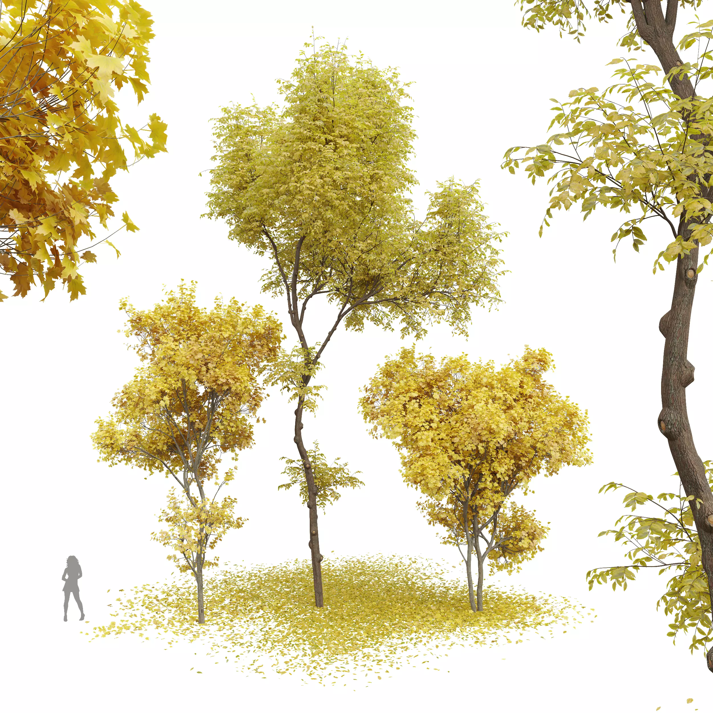 New Plant Real Tree Acer Saccharinum Ulmus changii Fall 3D model_0