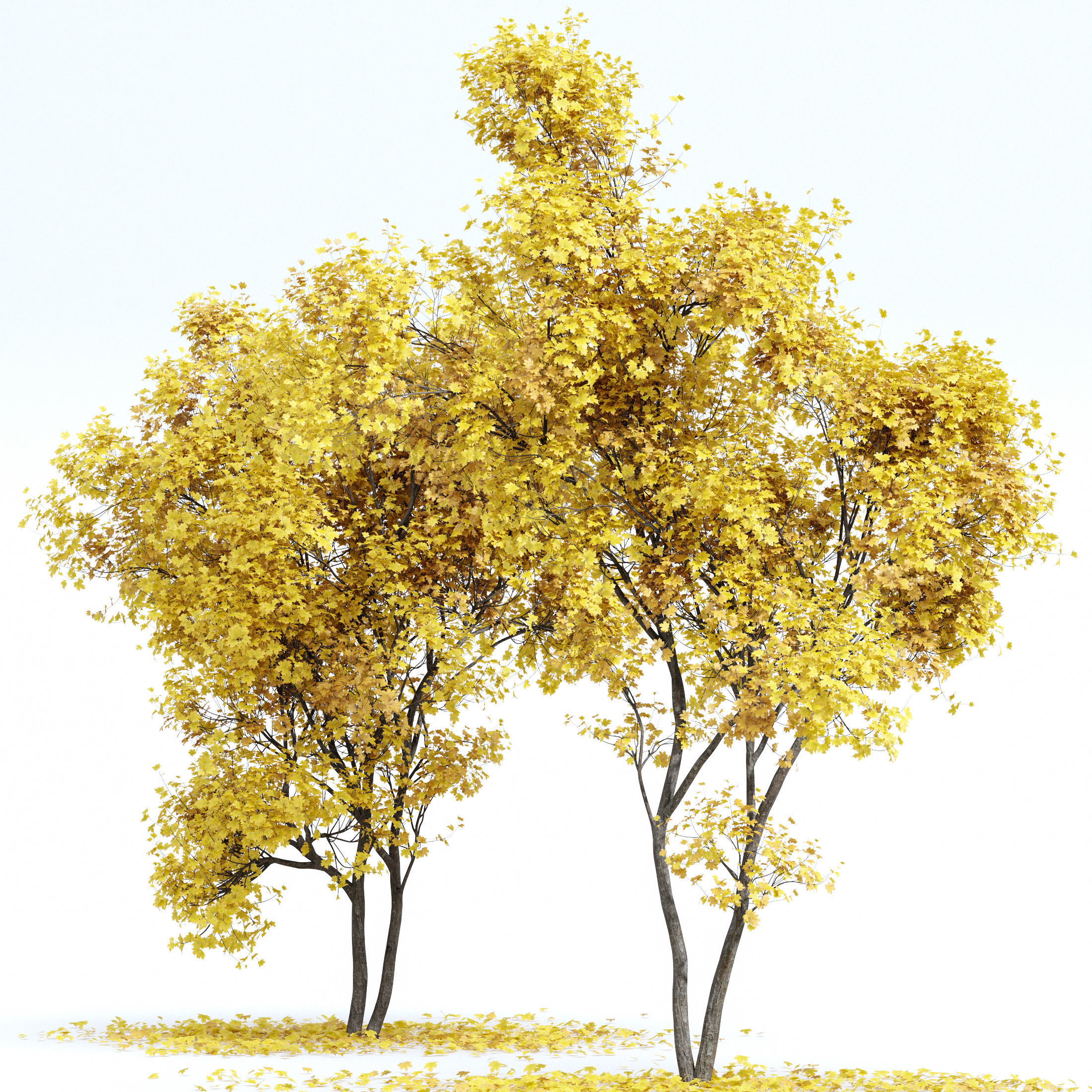New Plant Real Tree Acer Saccharinum Ulmus changii Fall 3D model_2