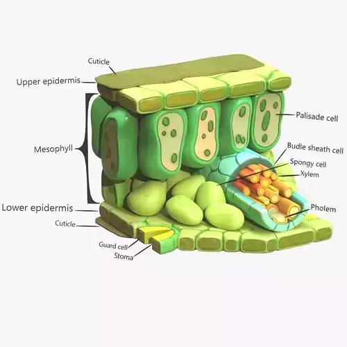 Leaf Anatomy Layers Structure 3D model