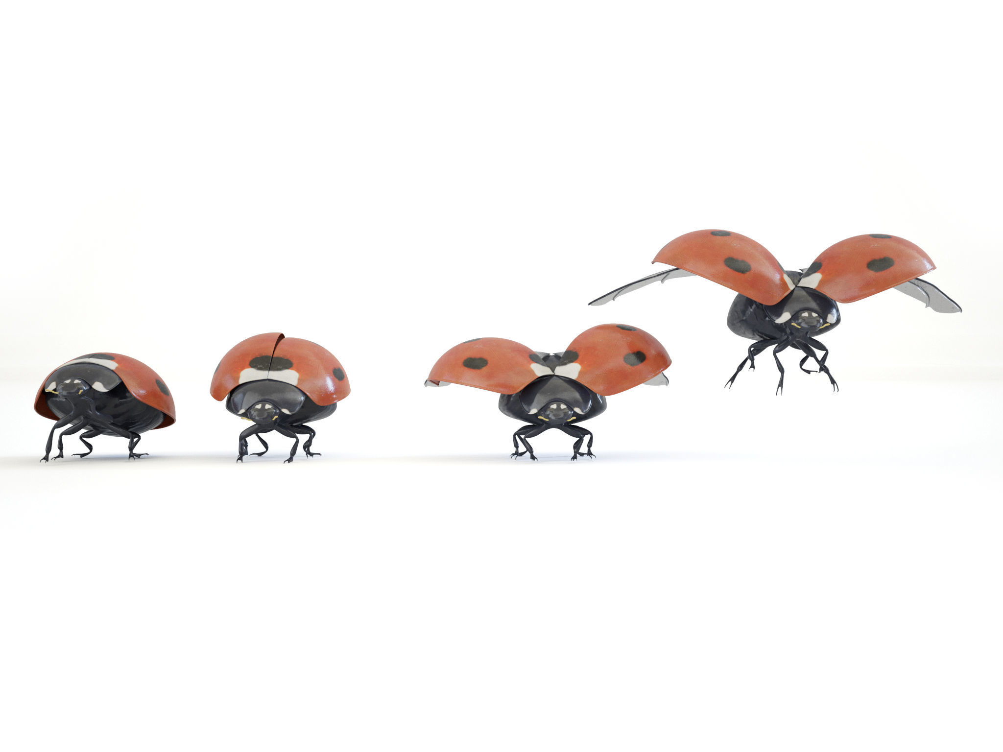 ladybird four ladybugs 3D model_3