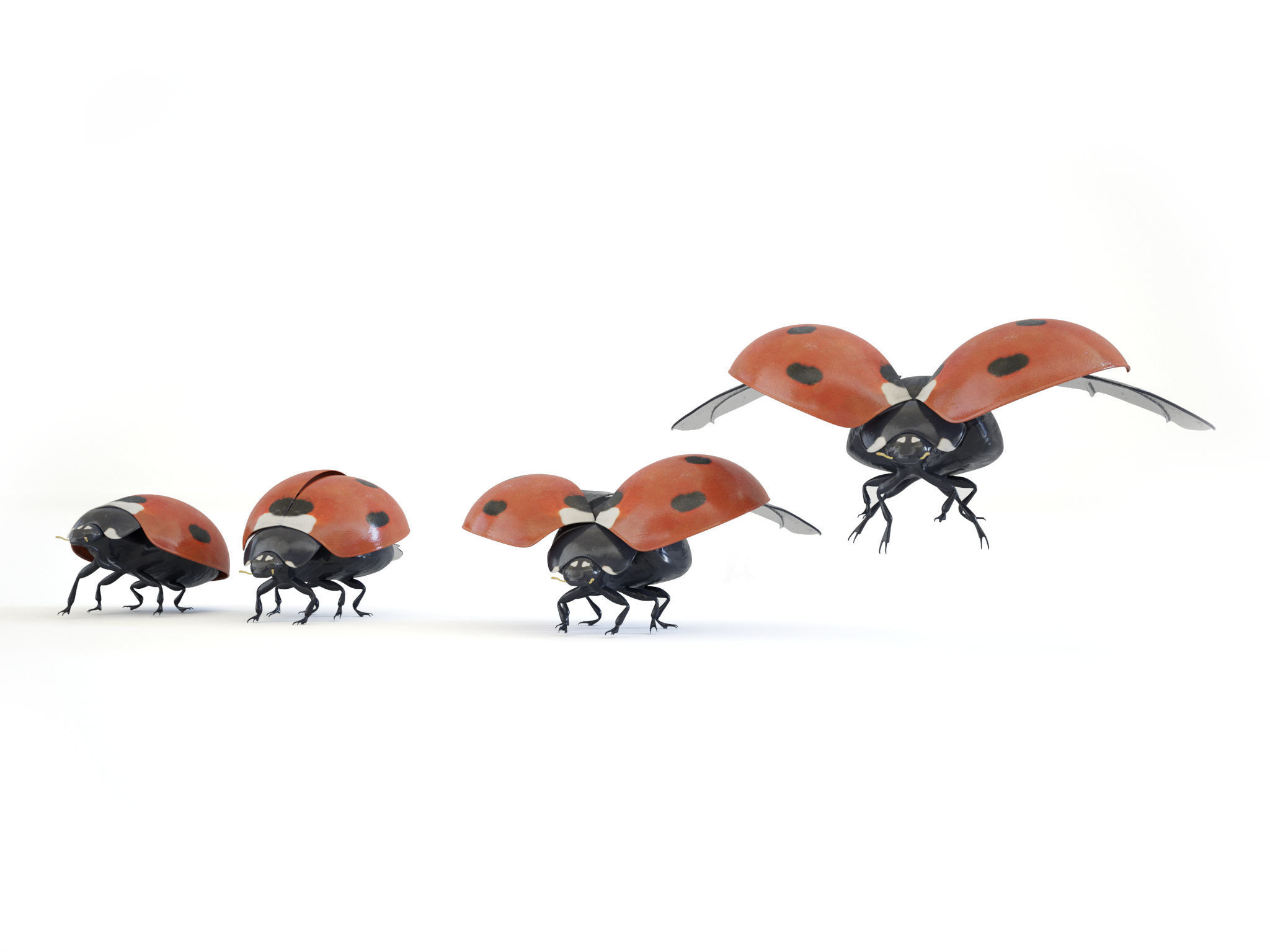 ladybird four ladybugs 3D model_4