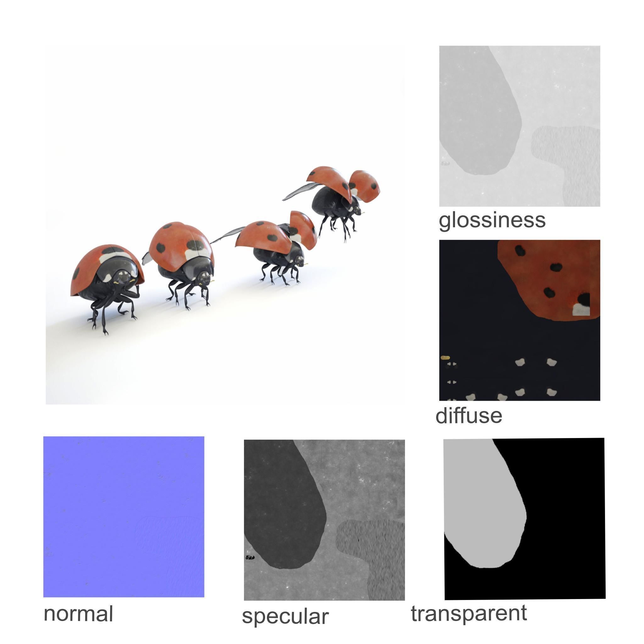 ladybird four ladybugs 3D model_2