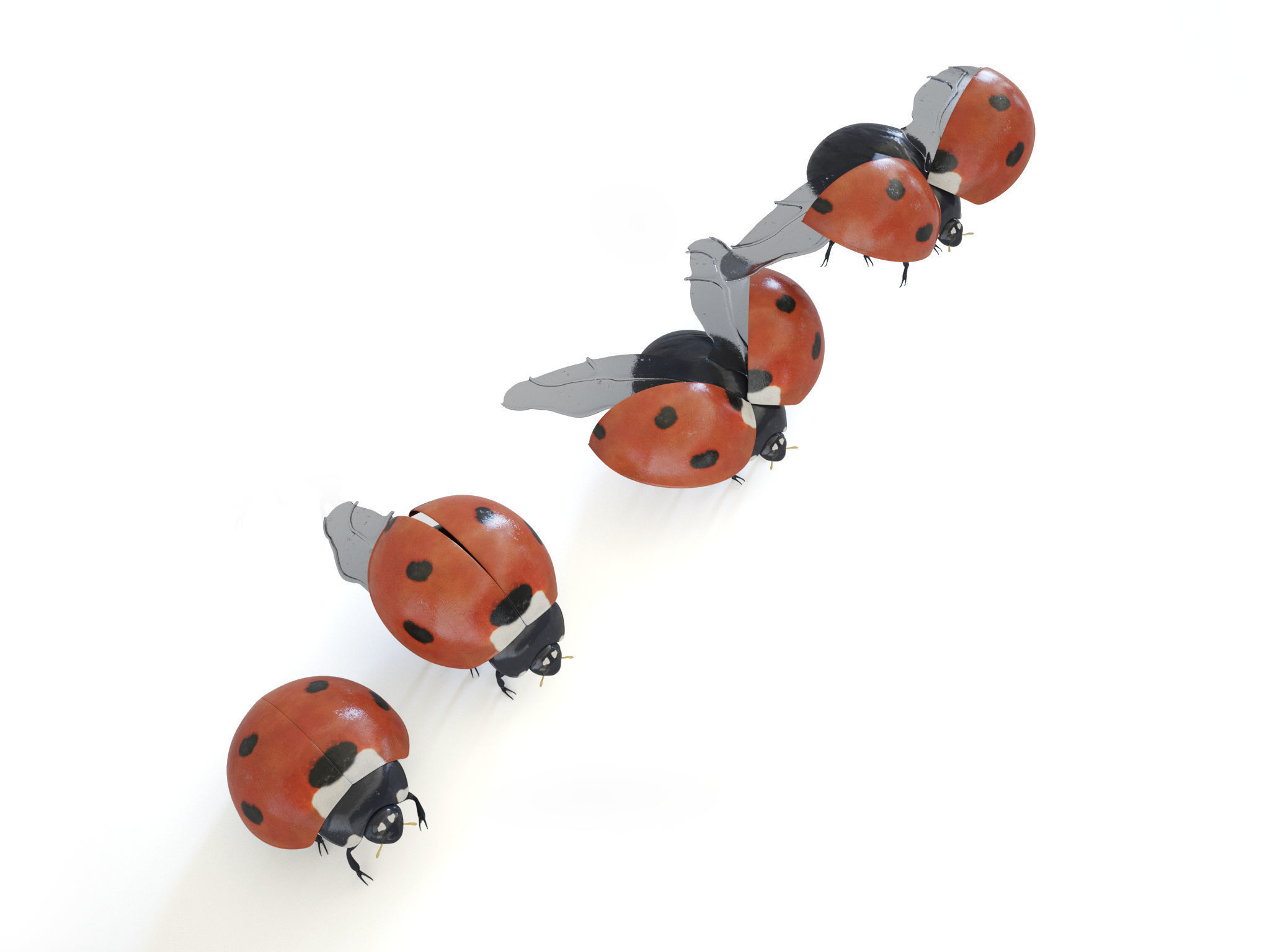 ladybird four ladybugs 3D model_6