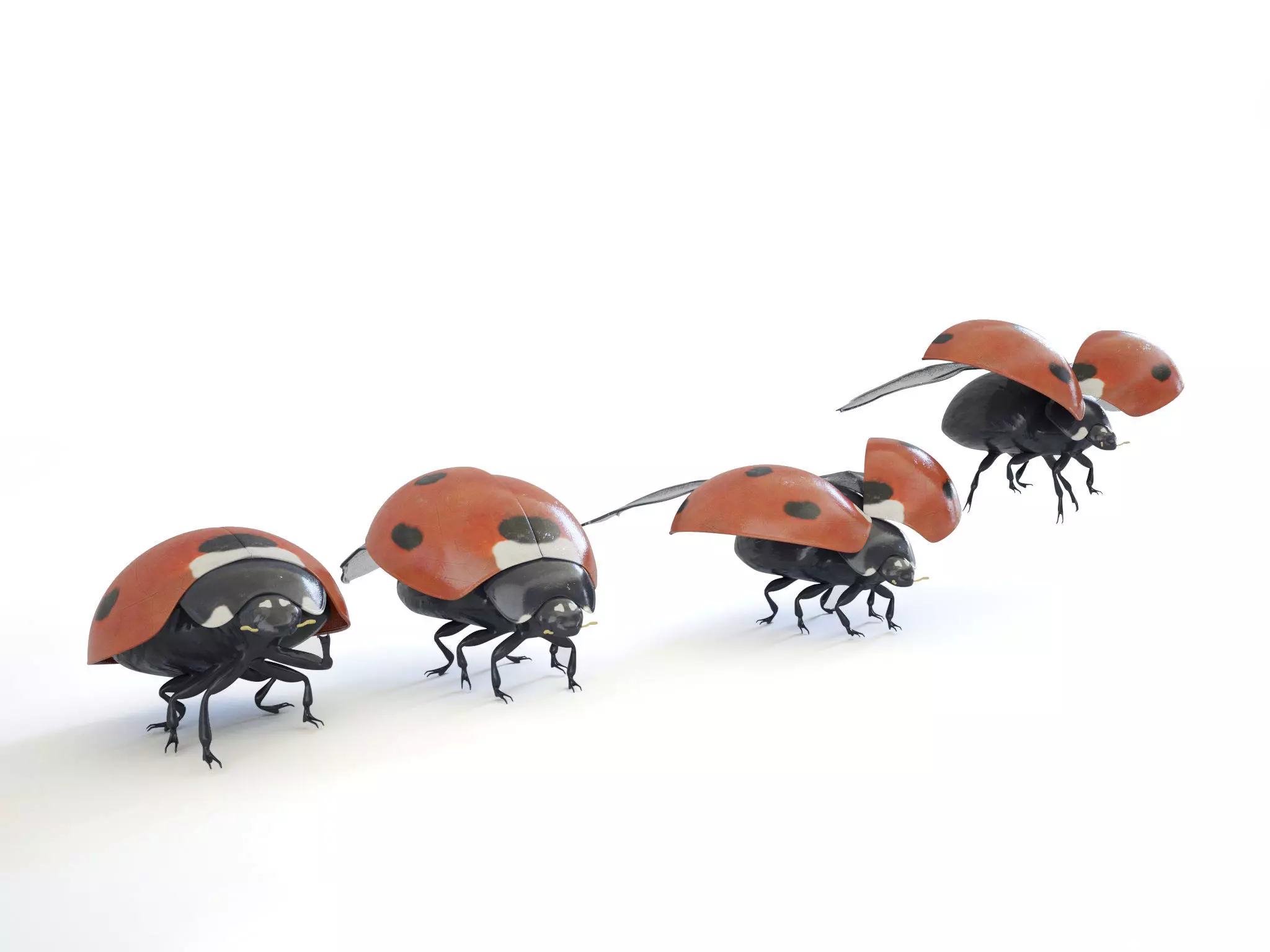 ladybird four ladybugs 3D model_0