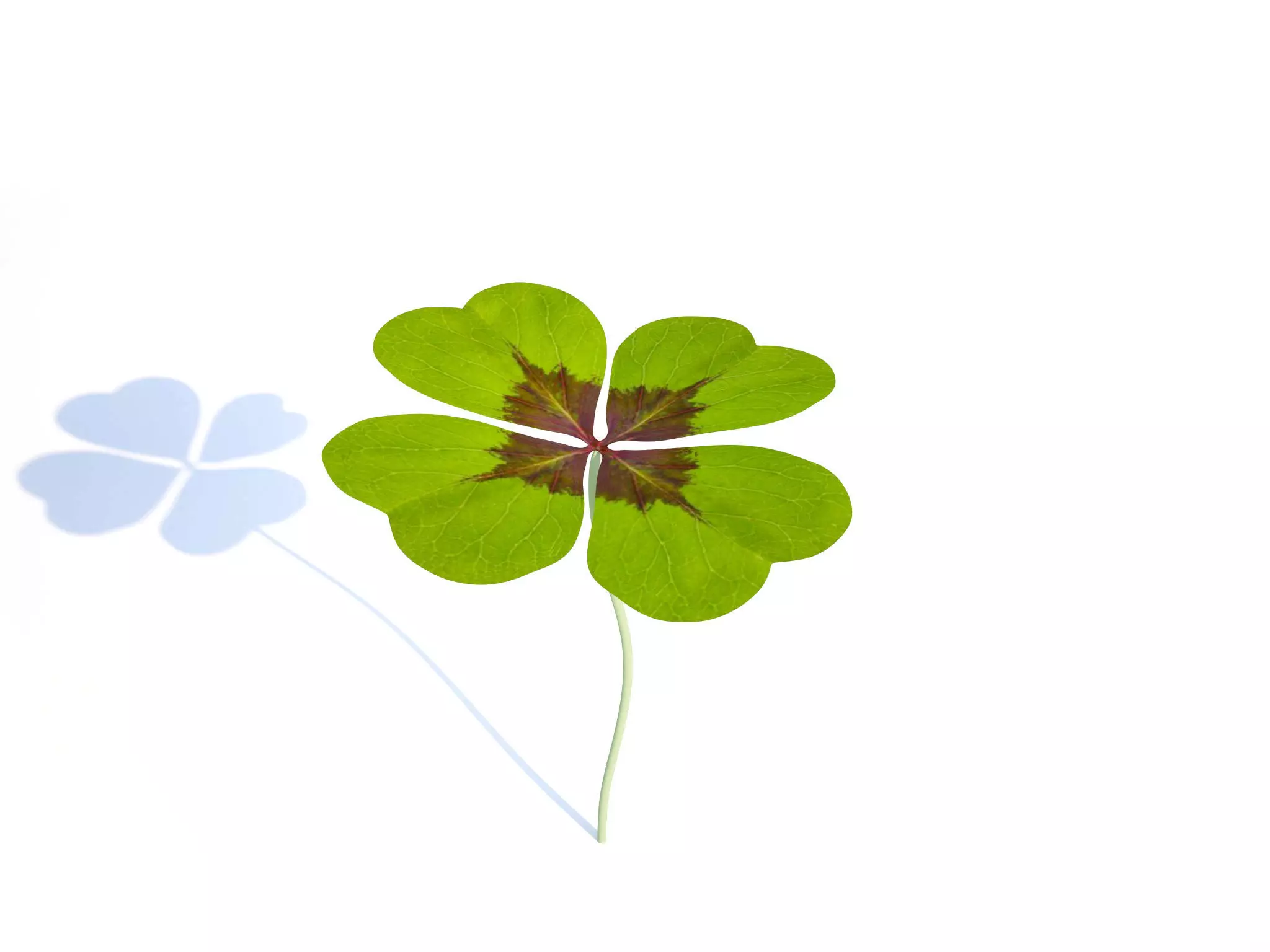 shamrock four leaf clover 3D model