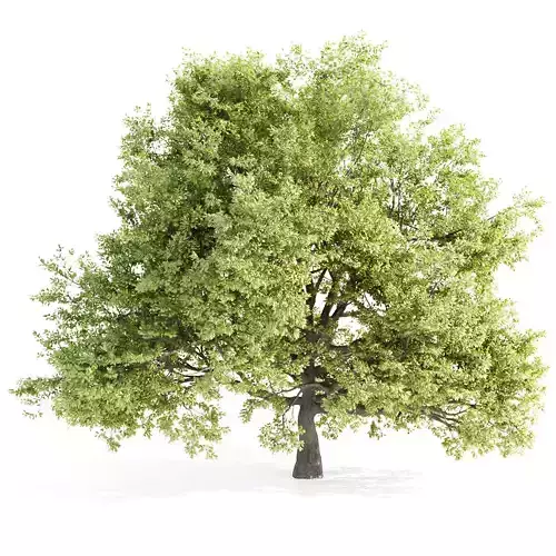 Oak Tree for landscapes vol 198 3D model