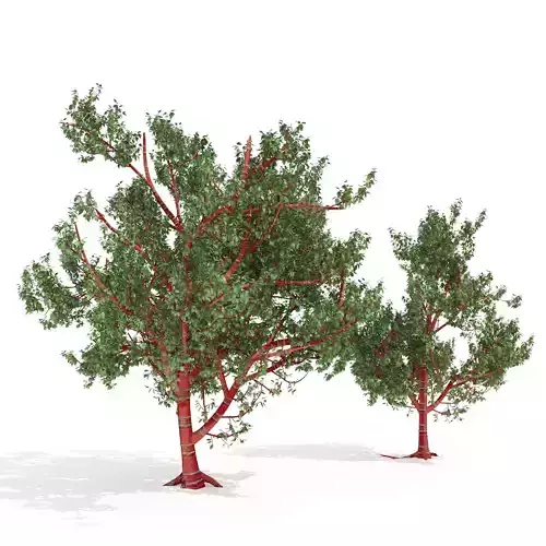 Red Bark cherry trees 3D model