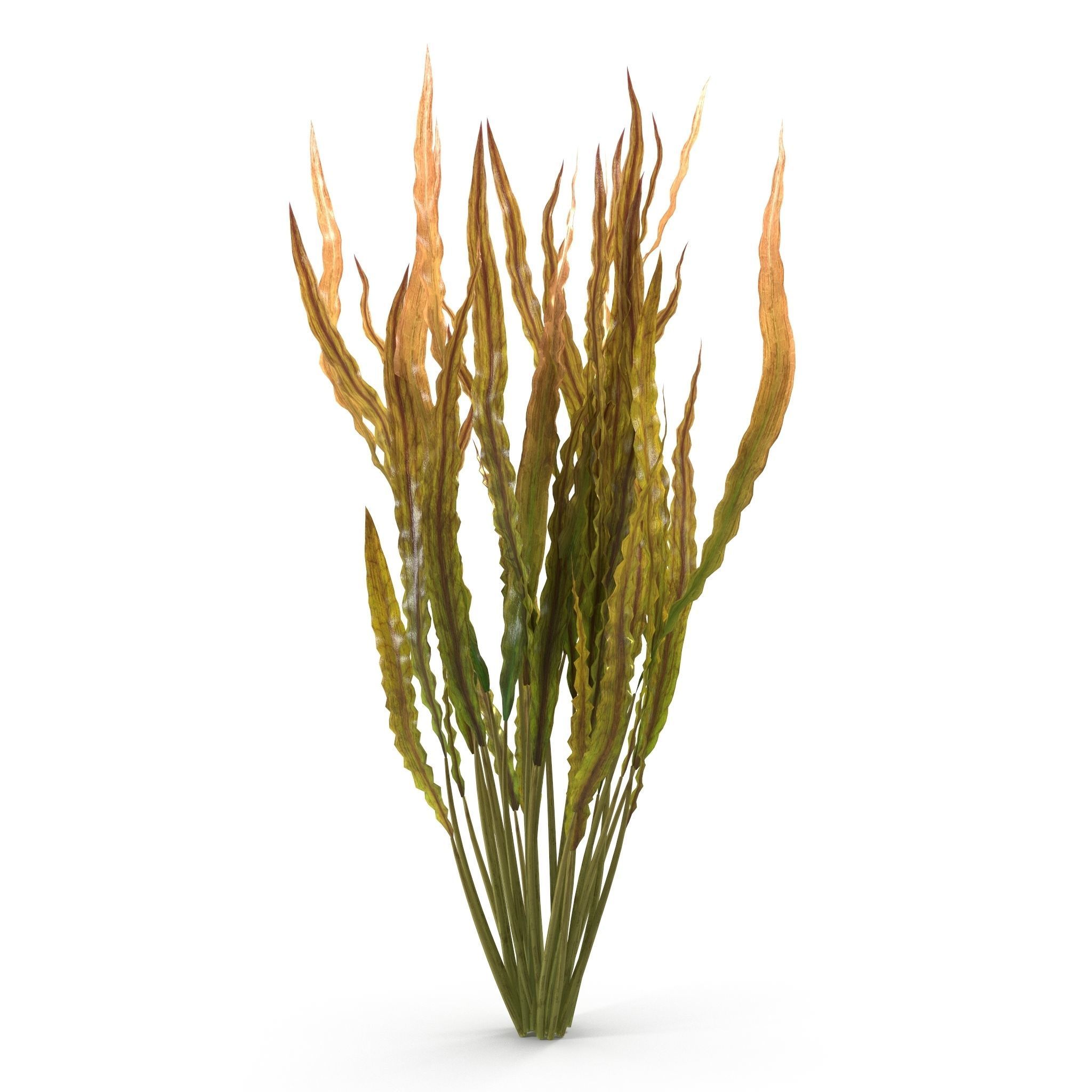 Cryptocoryne spiralis 3D model_5