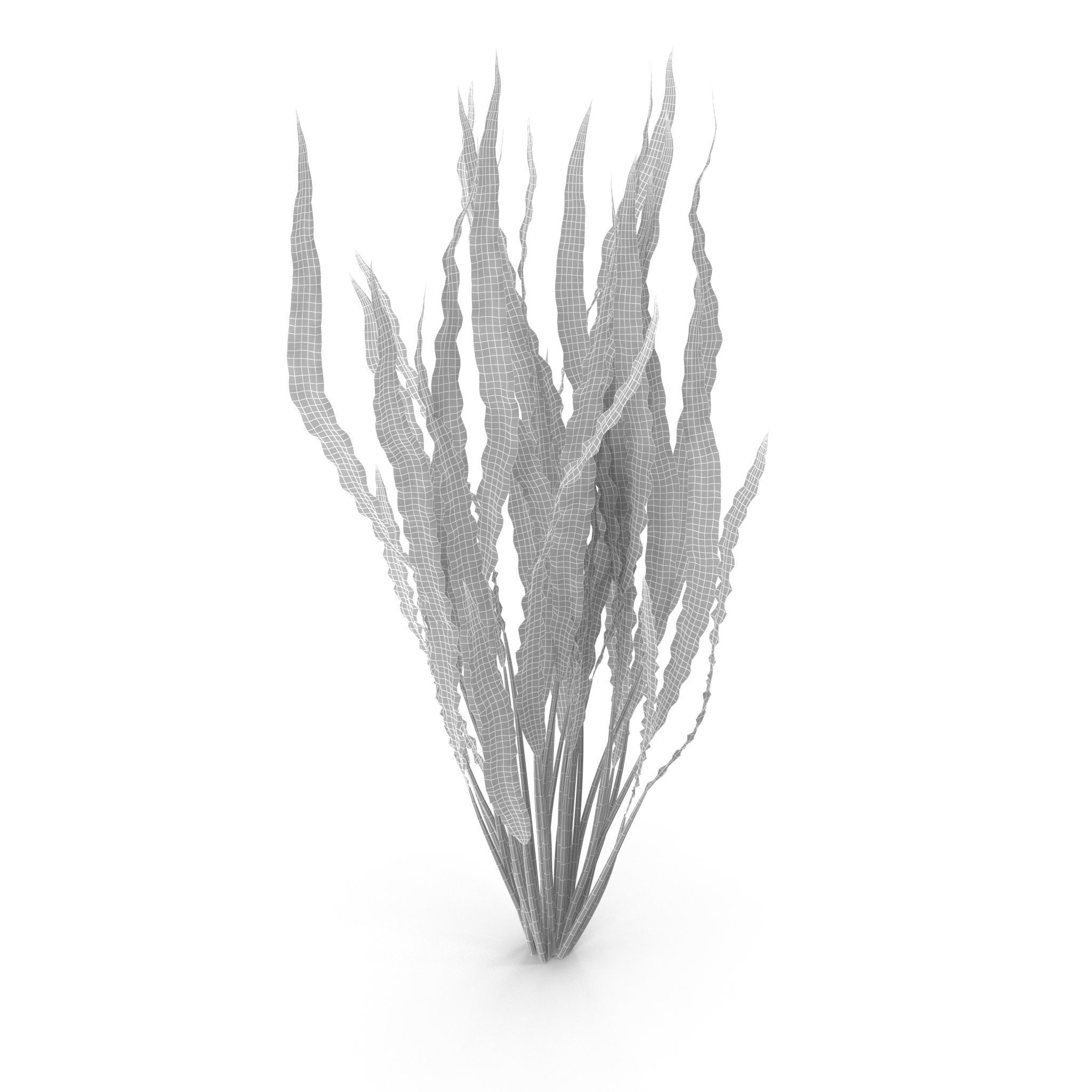 Cryptocoryne spiralis 3D model_8