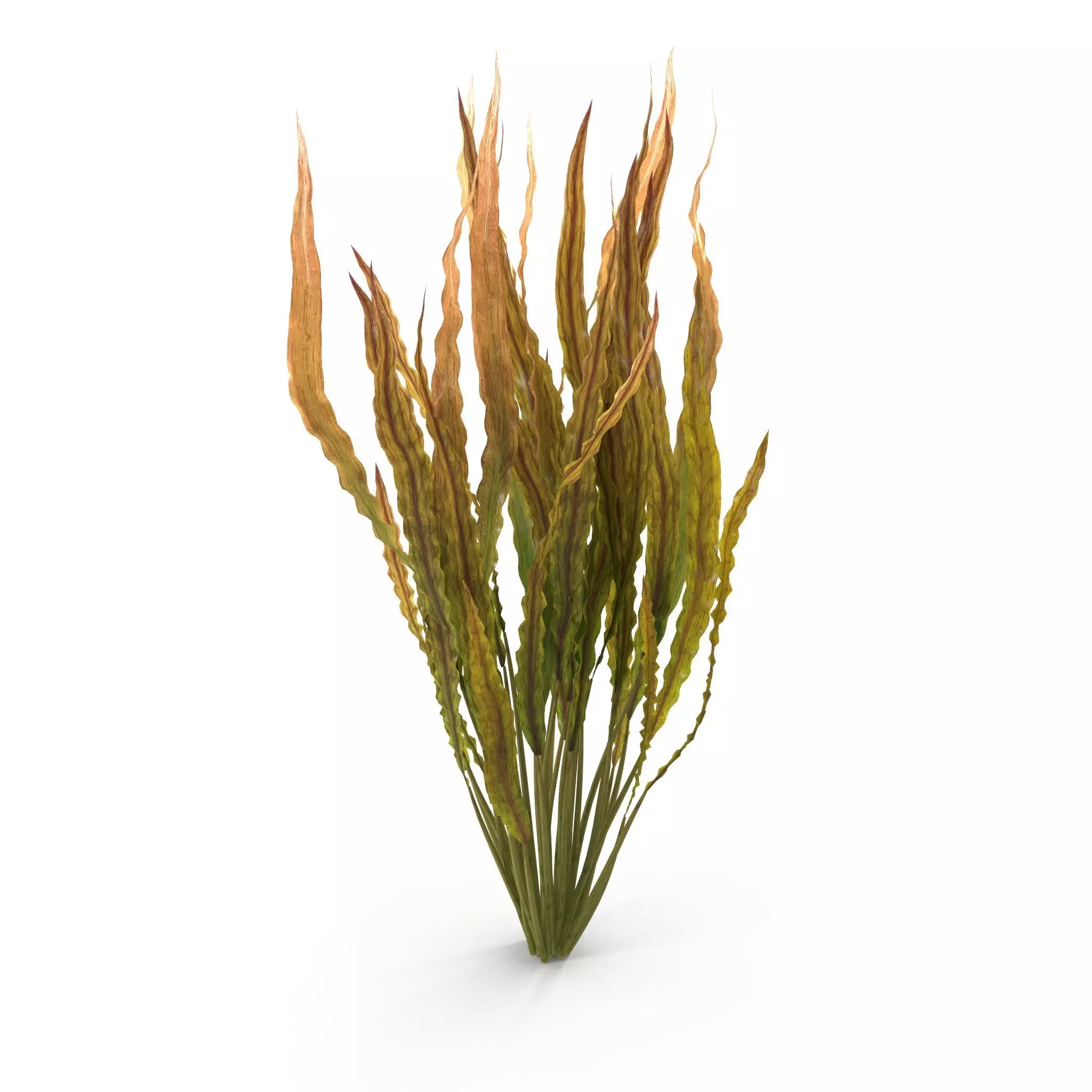 Cryptocoryne spiralis 3D model_0