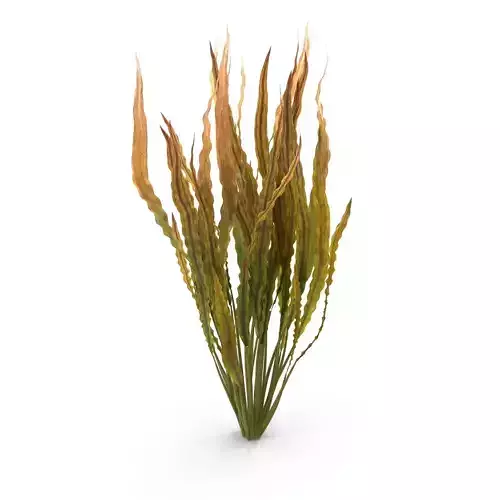 Cryptocoryne spiralis 3D model