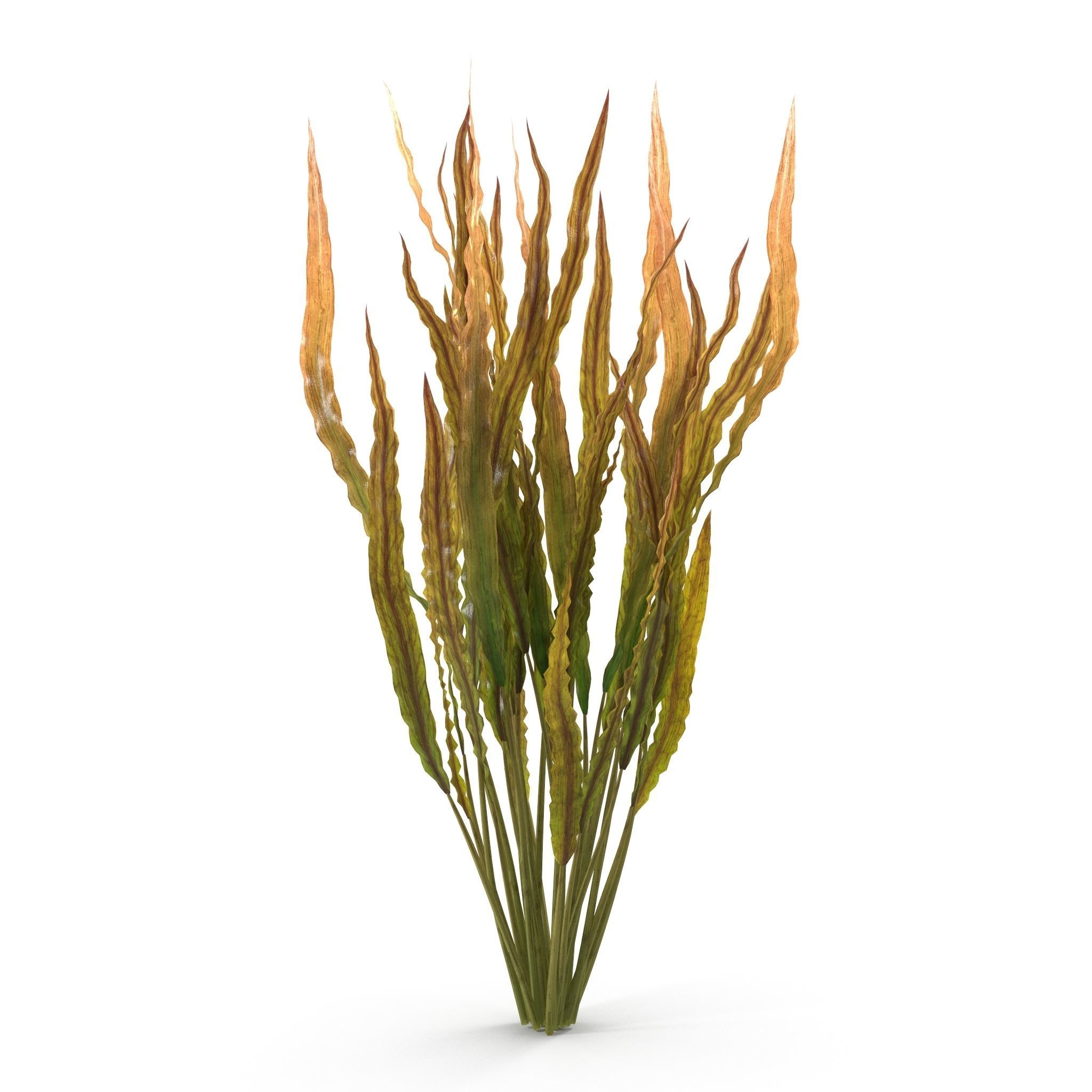 Cryptocoryne spiralis 3D model_1