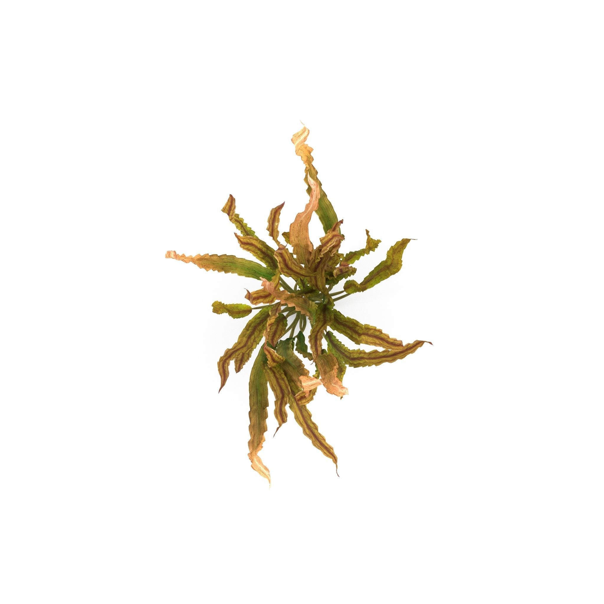 Cryptocoryne spiralis 3D model_3