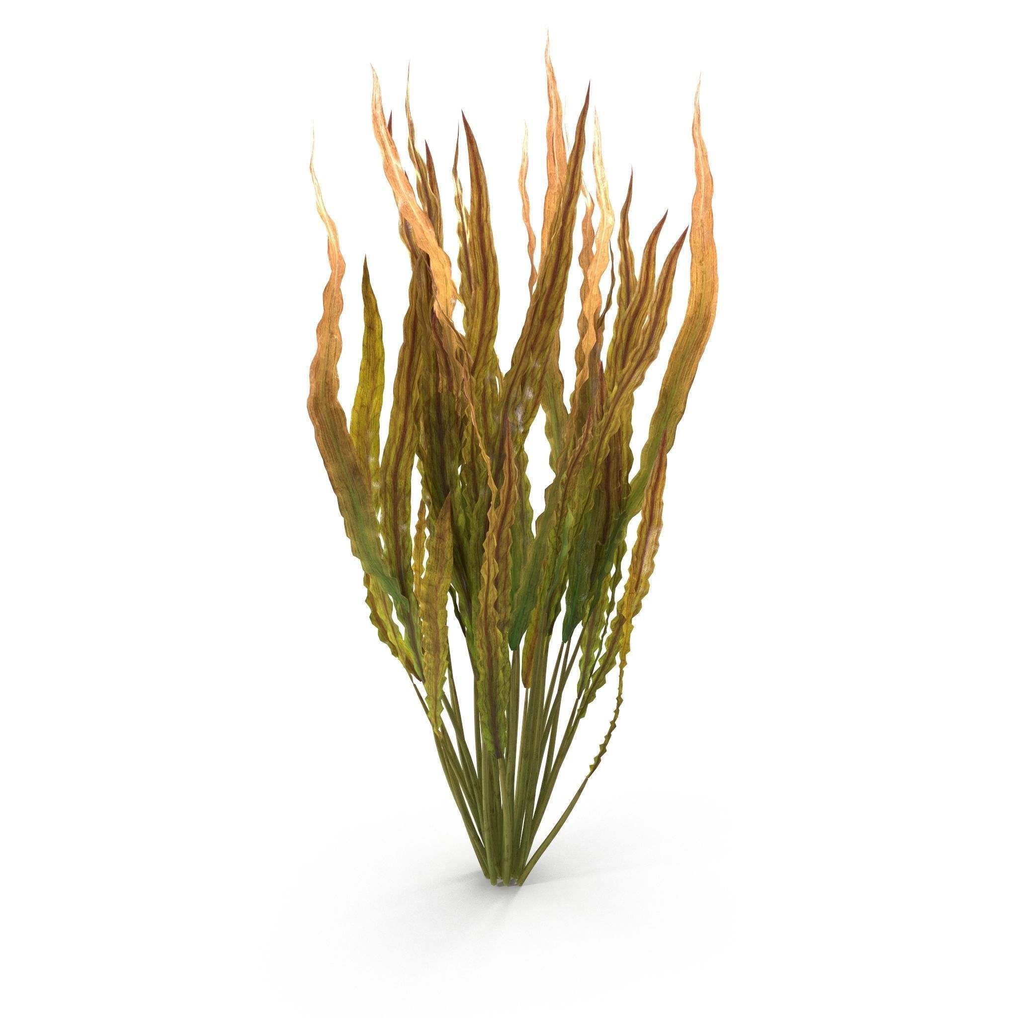 Cryptocoryne spiralis 3D model_4