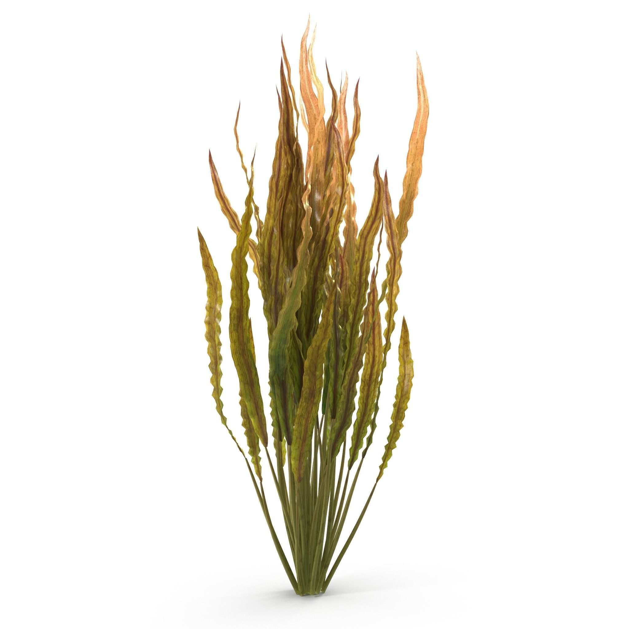 Cryptocoryne spiralis 3D model_6