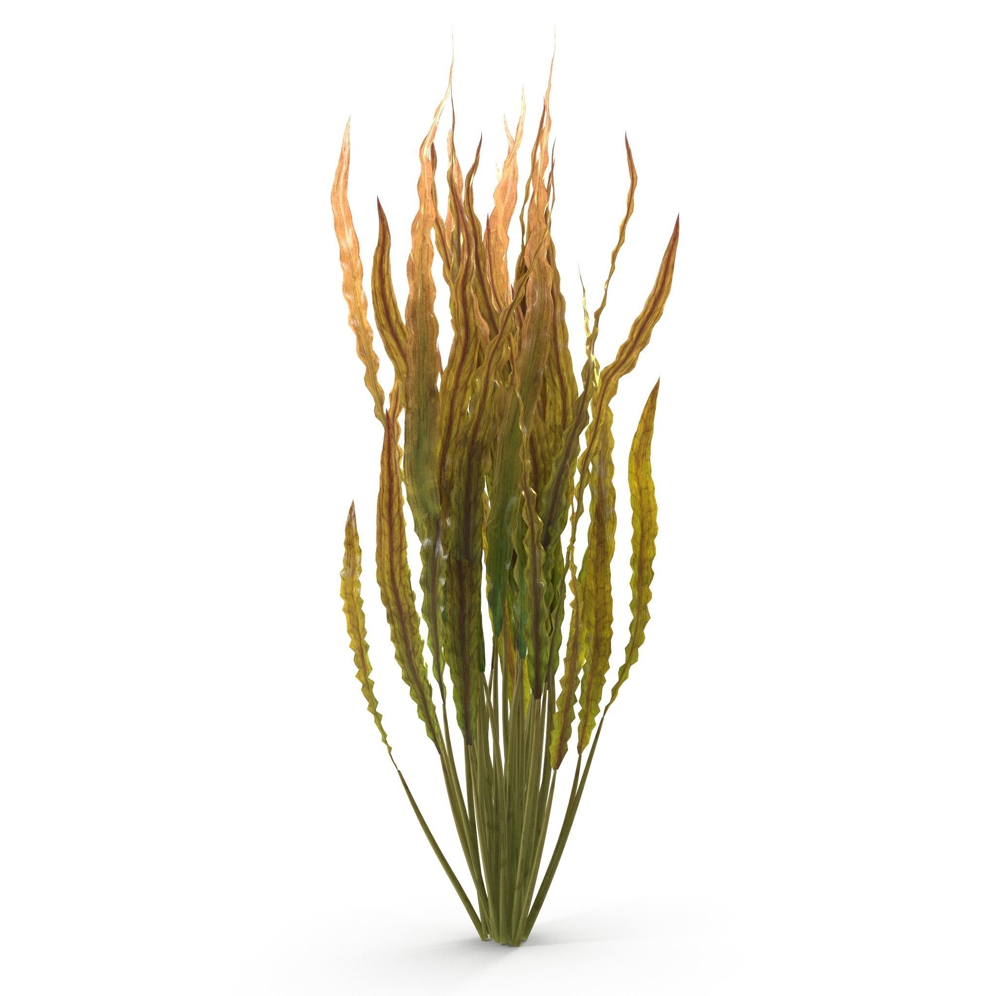 Cryptocoryne spiralis 3D model_2