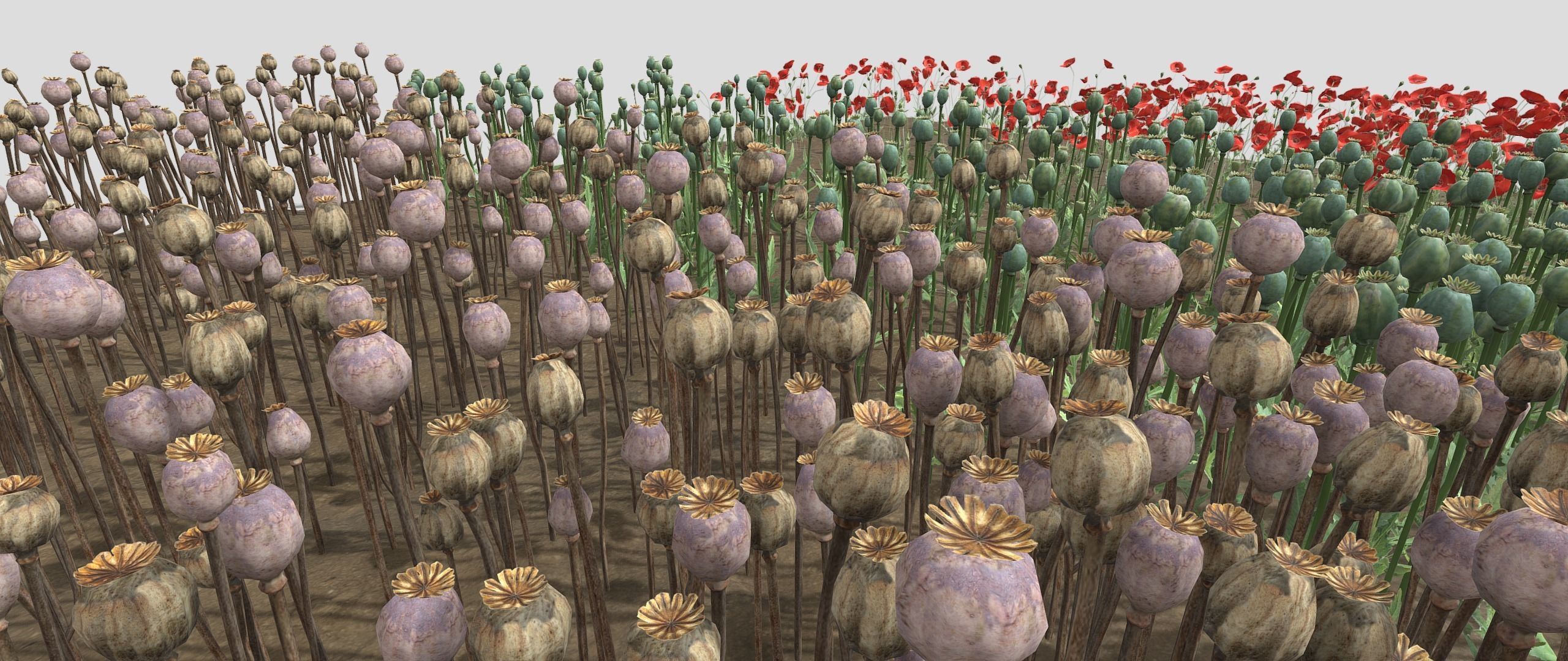 Poppy Field 3D model_19