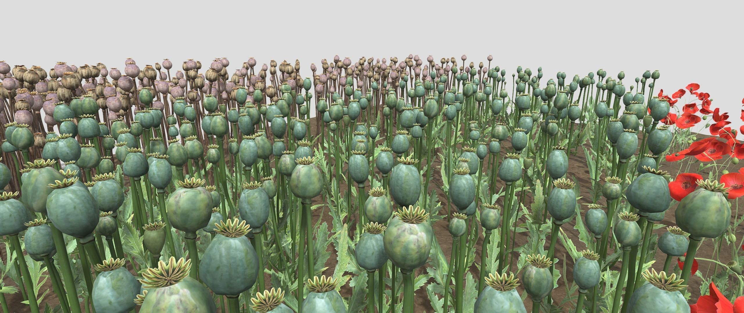 Poppy Field 3D model_5