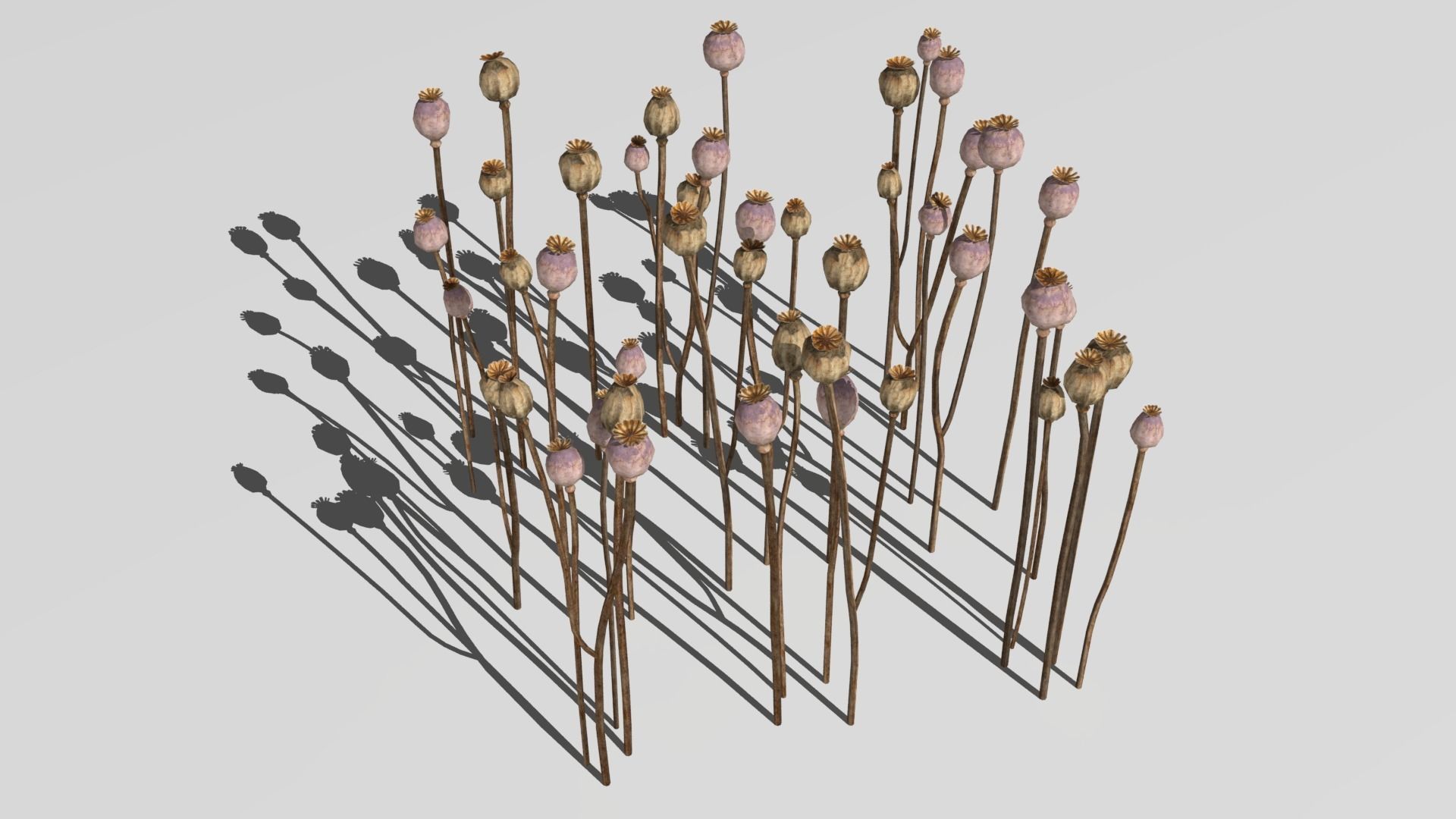 Poppy Field 3D model_10