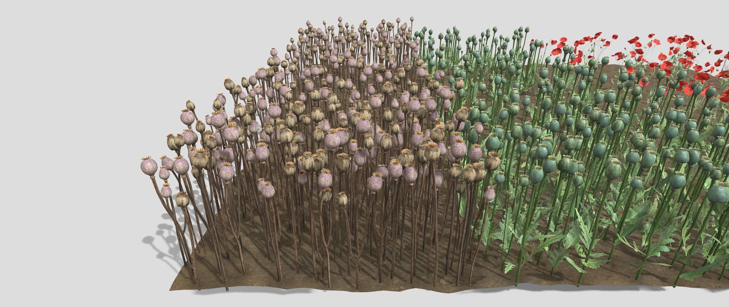 Poppy Field 3D model_13