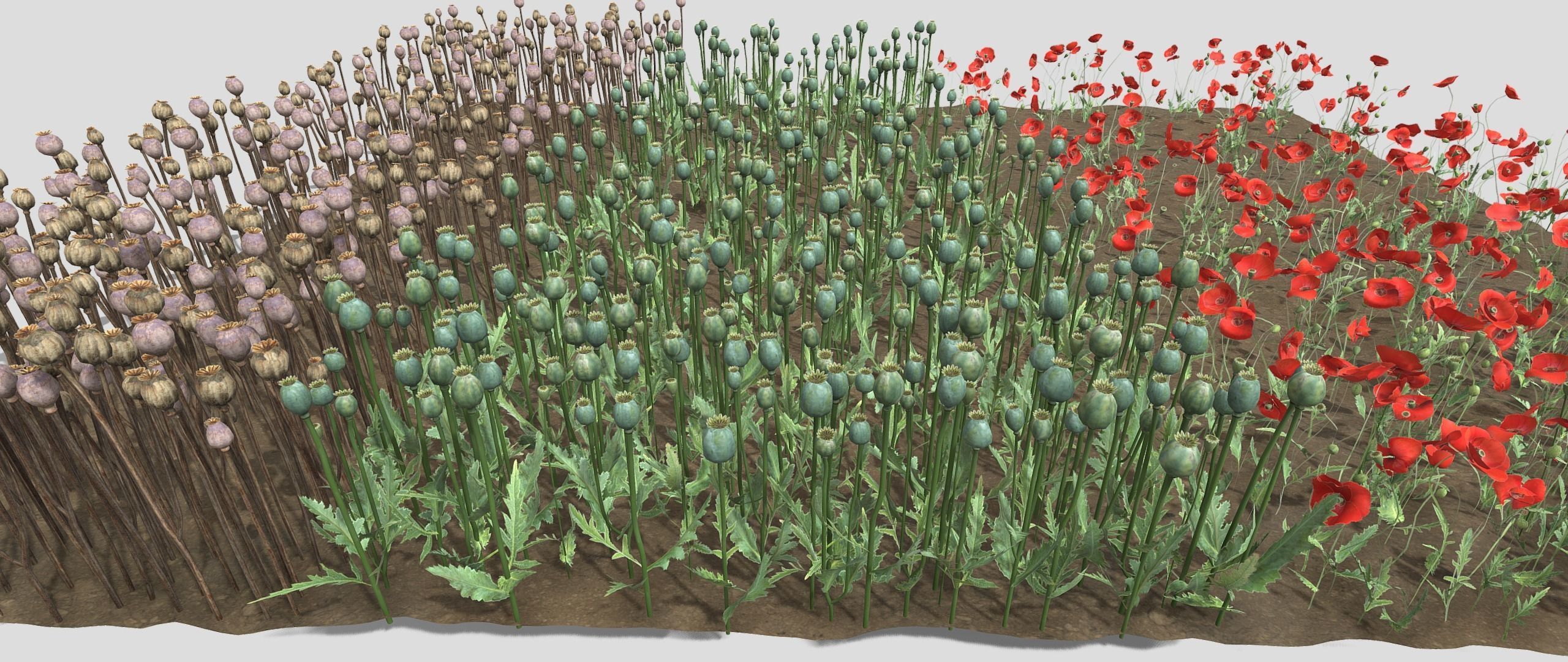 Poppy Field 3D model_3