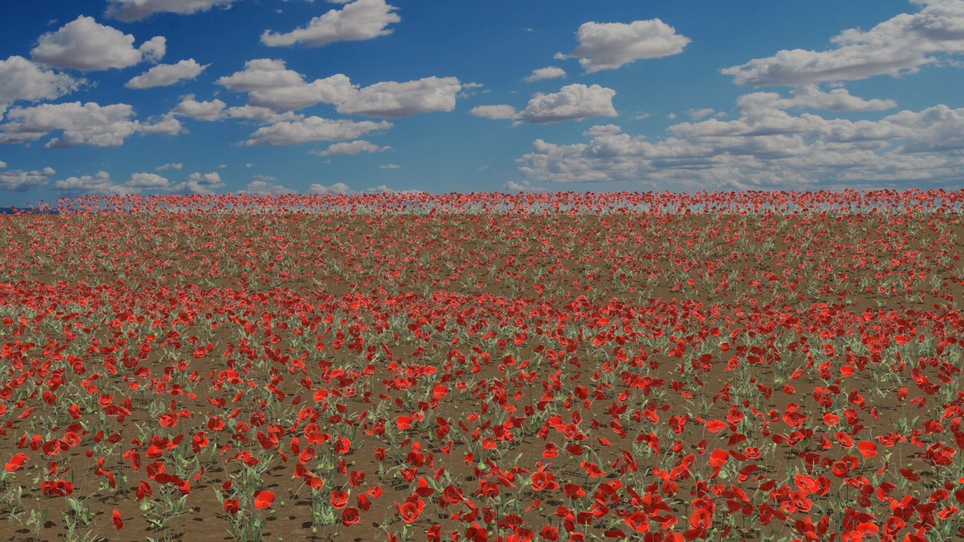 Poppy Field 3D model_6