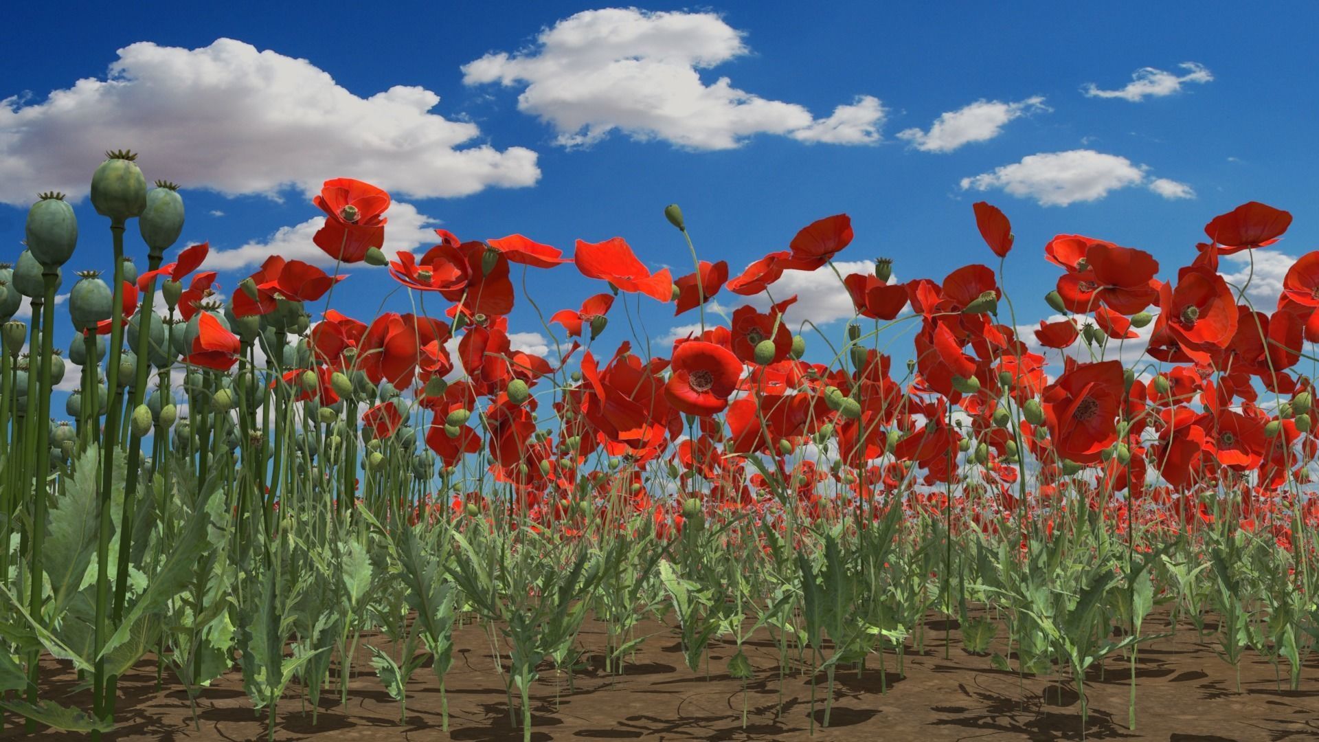 Poppy Field 3D model_7
