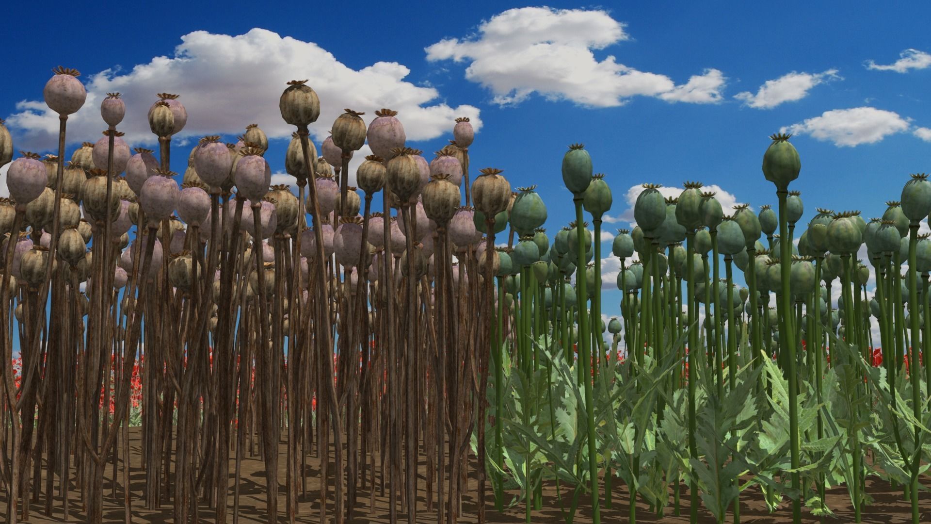 Poppy Field 3D model_16