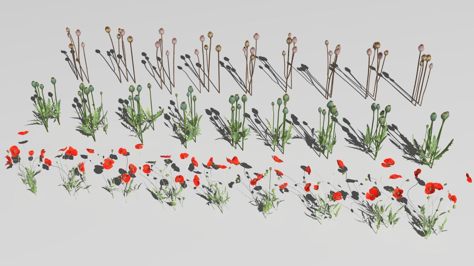 Poppy Field 3D model_2