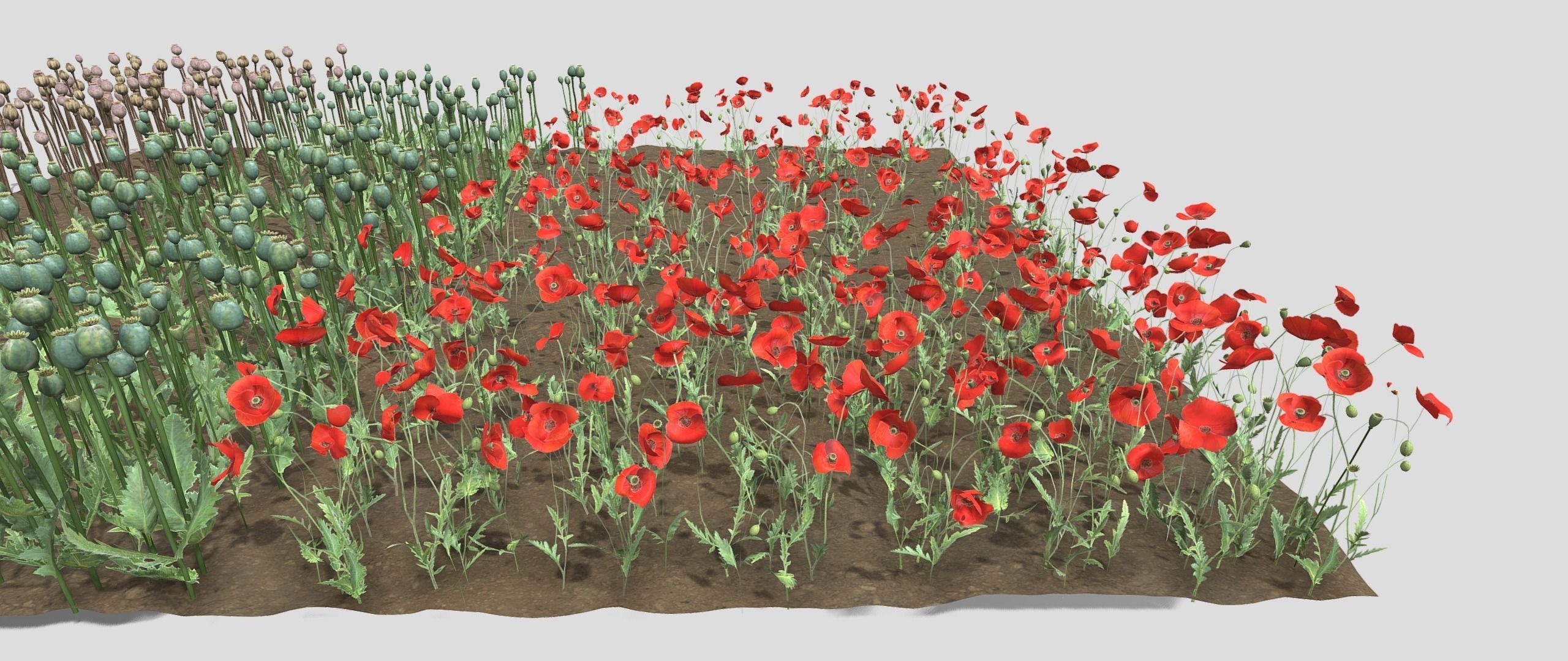 Poppy Field 3D model_15