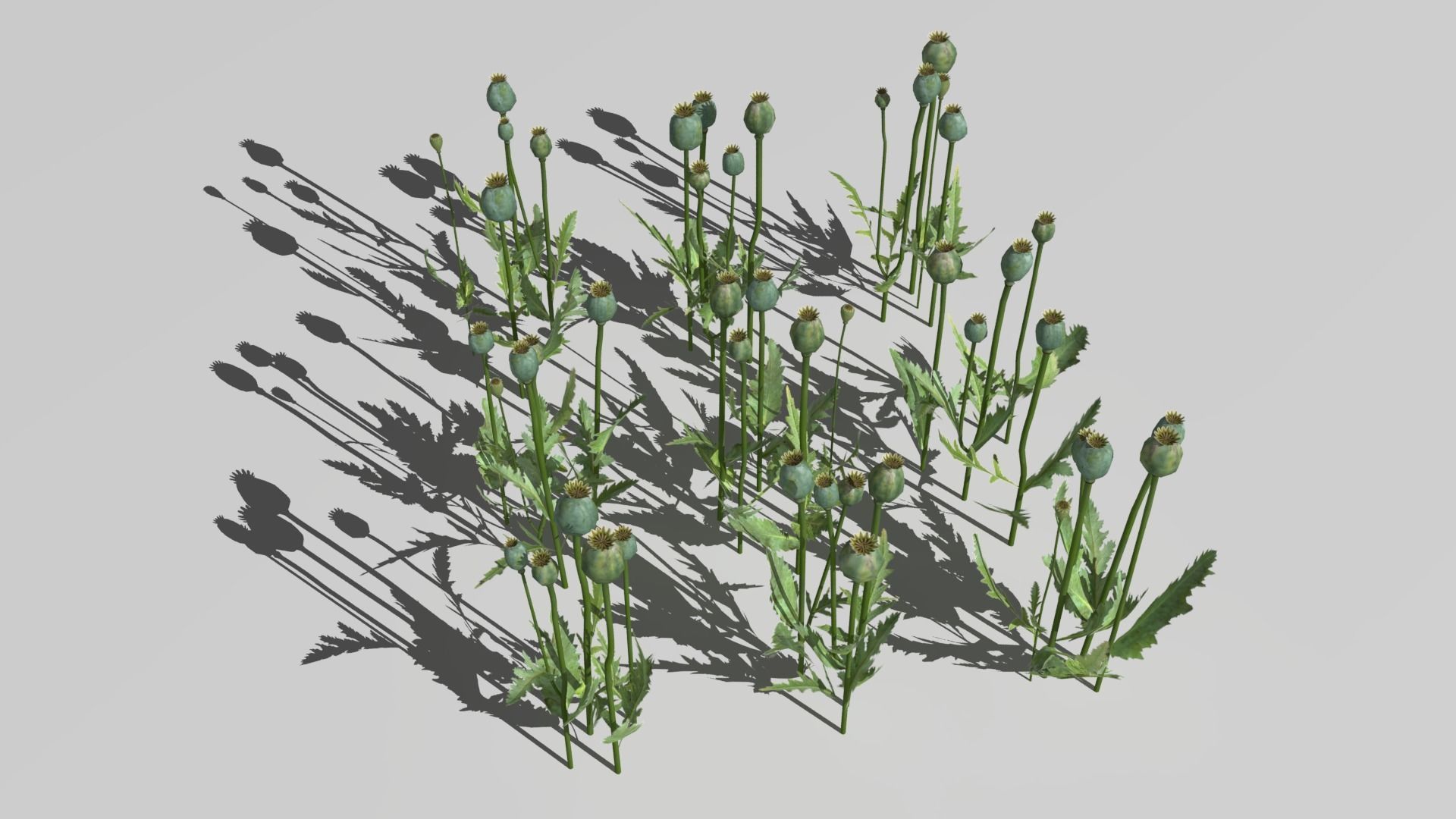 Poppy Field 3D model_9