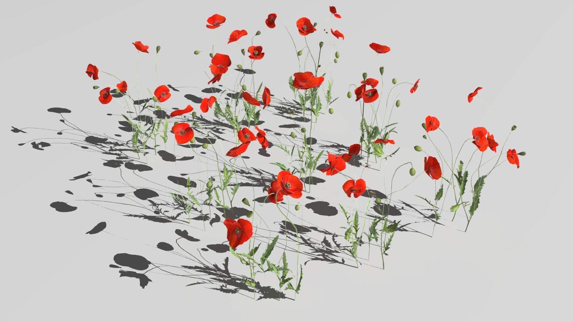 Poppy Field 3D model_8