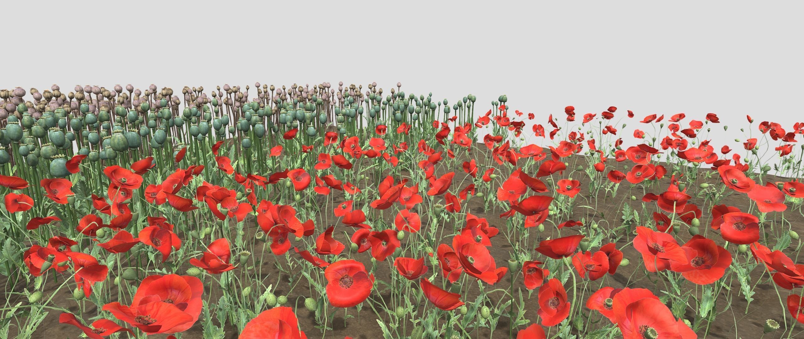 Poppy Field 3D model_4