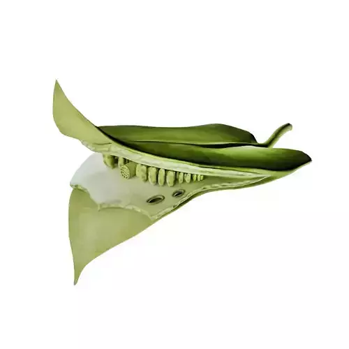 Process Of Photosynthesis