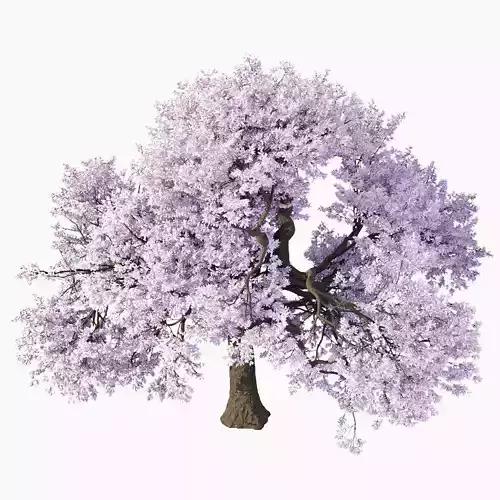 Cherry blossom tree vol 199 3D model