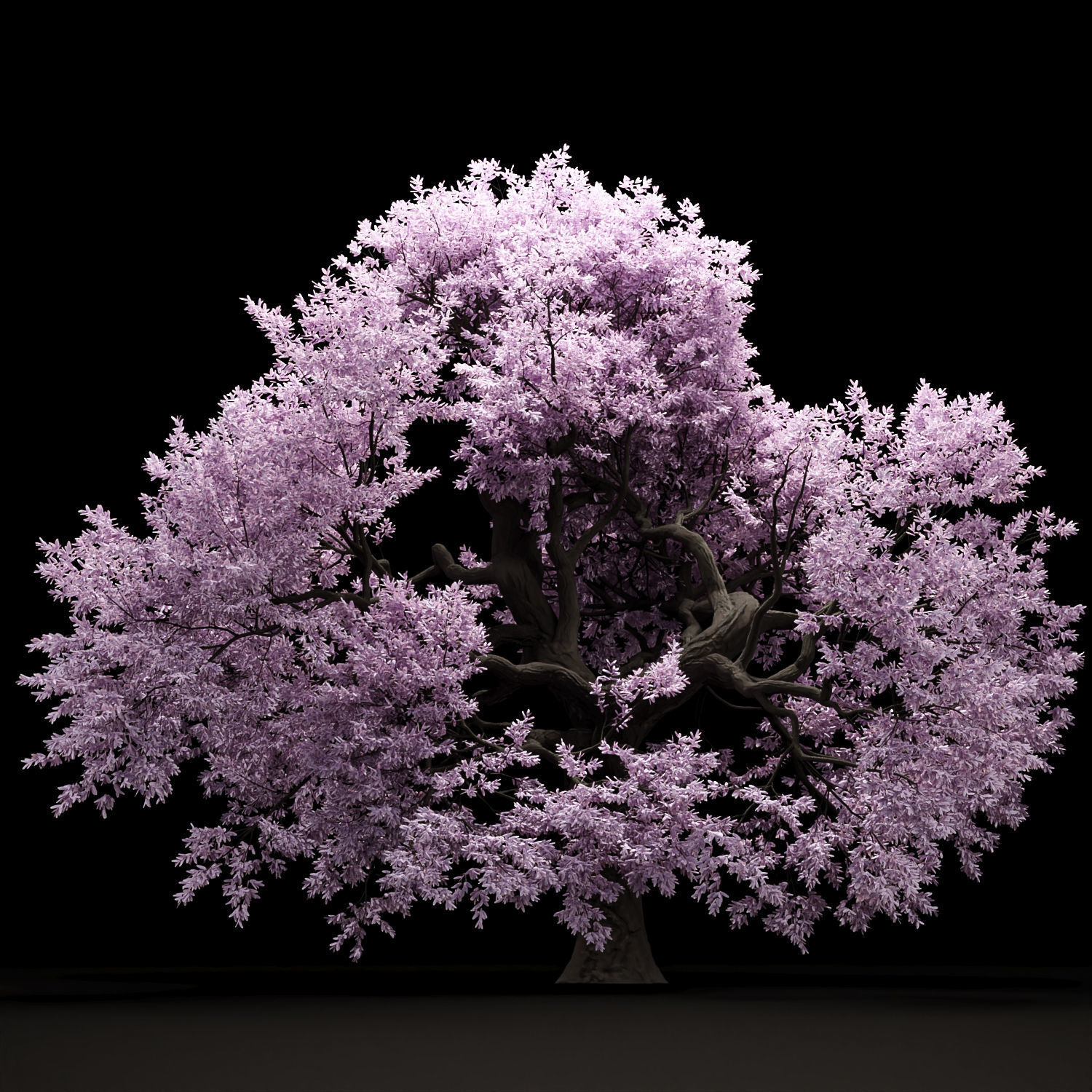 Cherry blossom tree vol 199 3D model | CGTrader