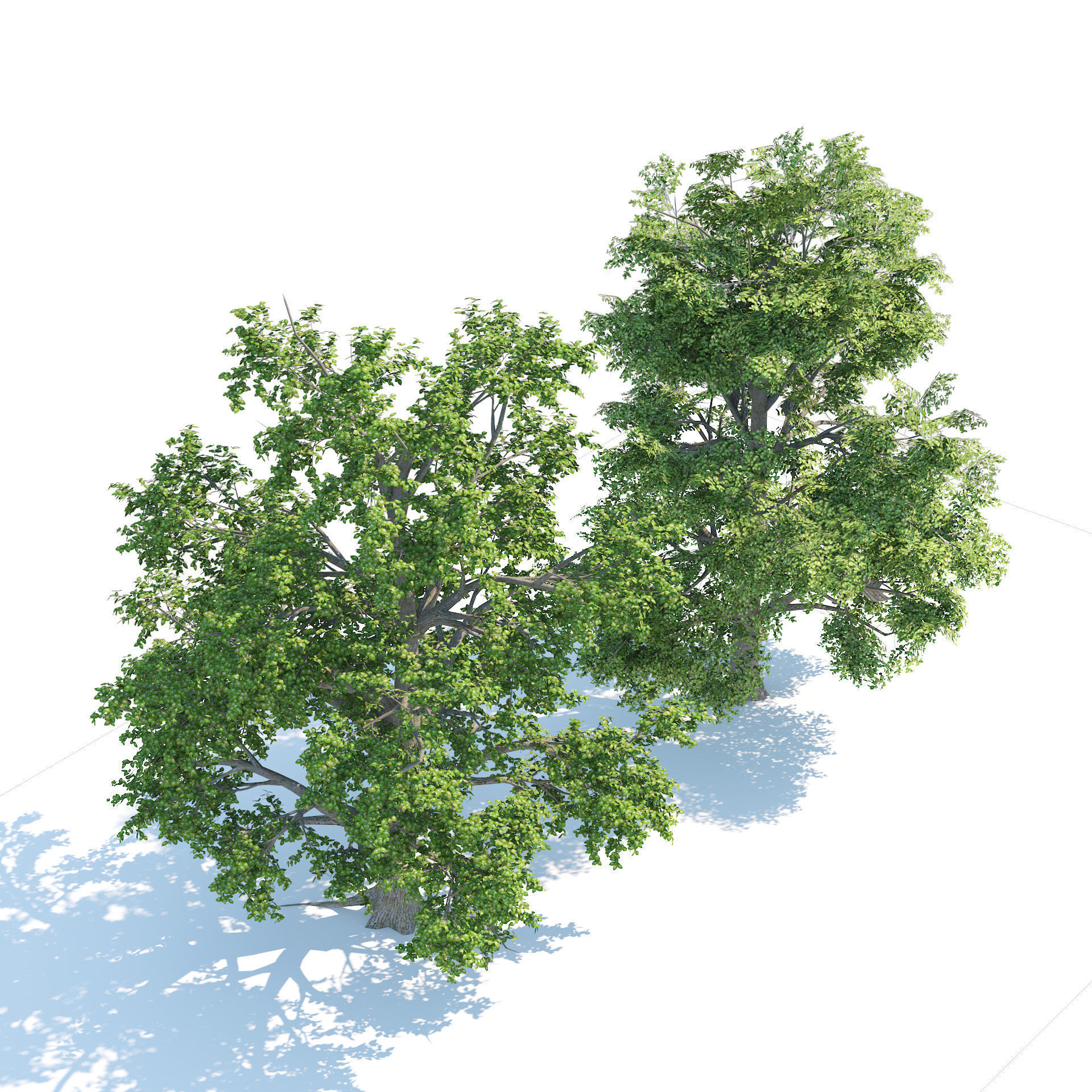 High and Low Poly Broadleaf Trees Low-poly 3D model_2