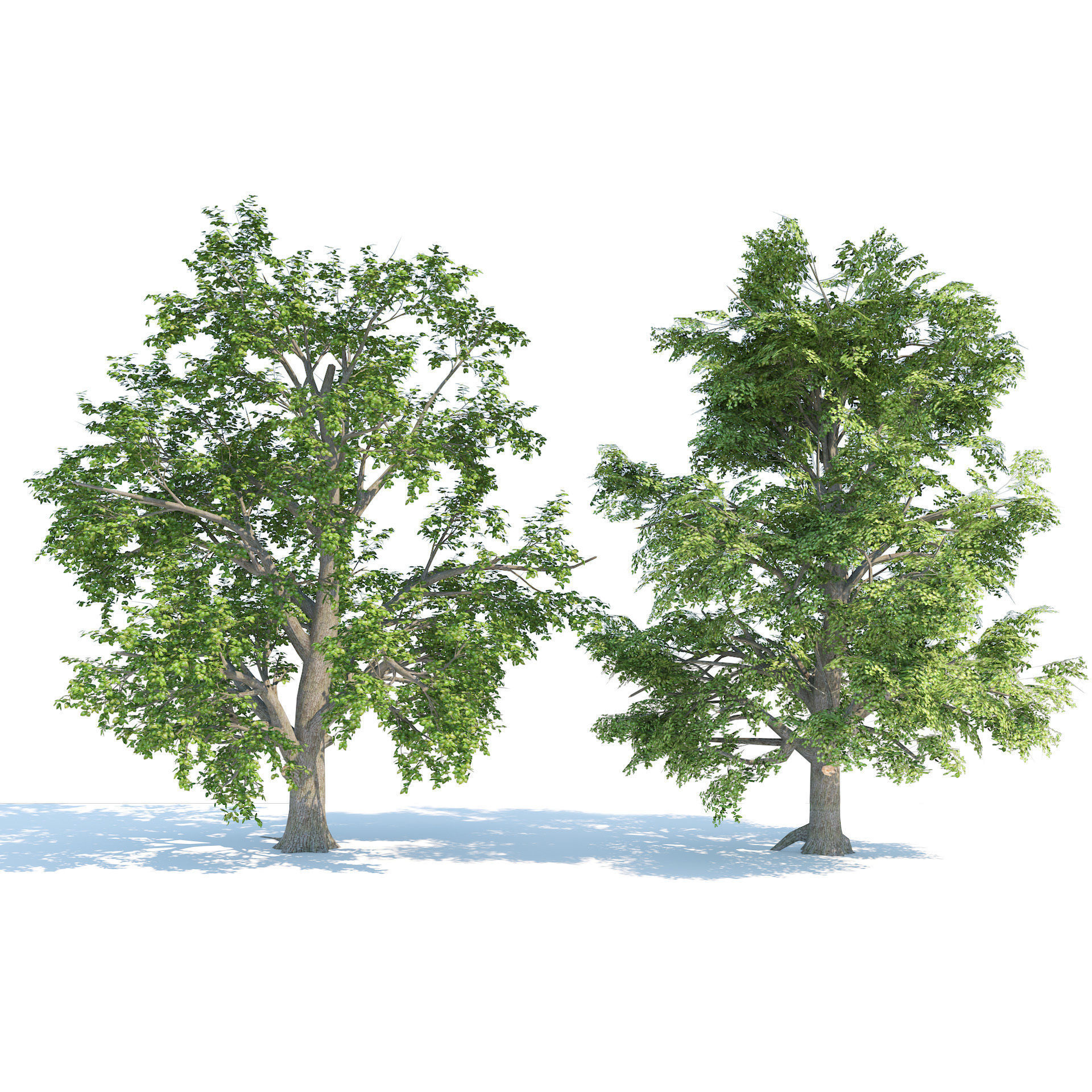 High and Low Poly Broadleaf Trees Low-poly 3D model_3