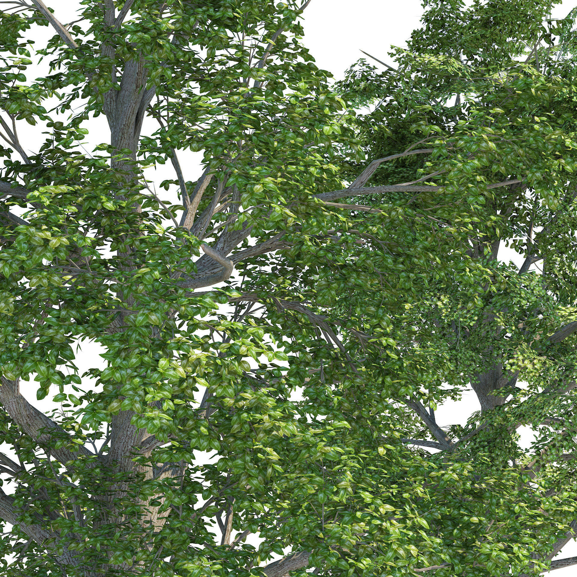 High and Low Poly Broadleaf Trees Low-poly 3D model_1