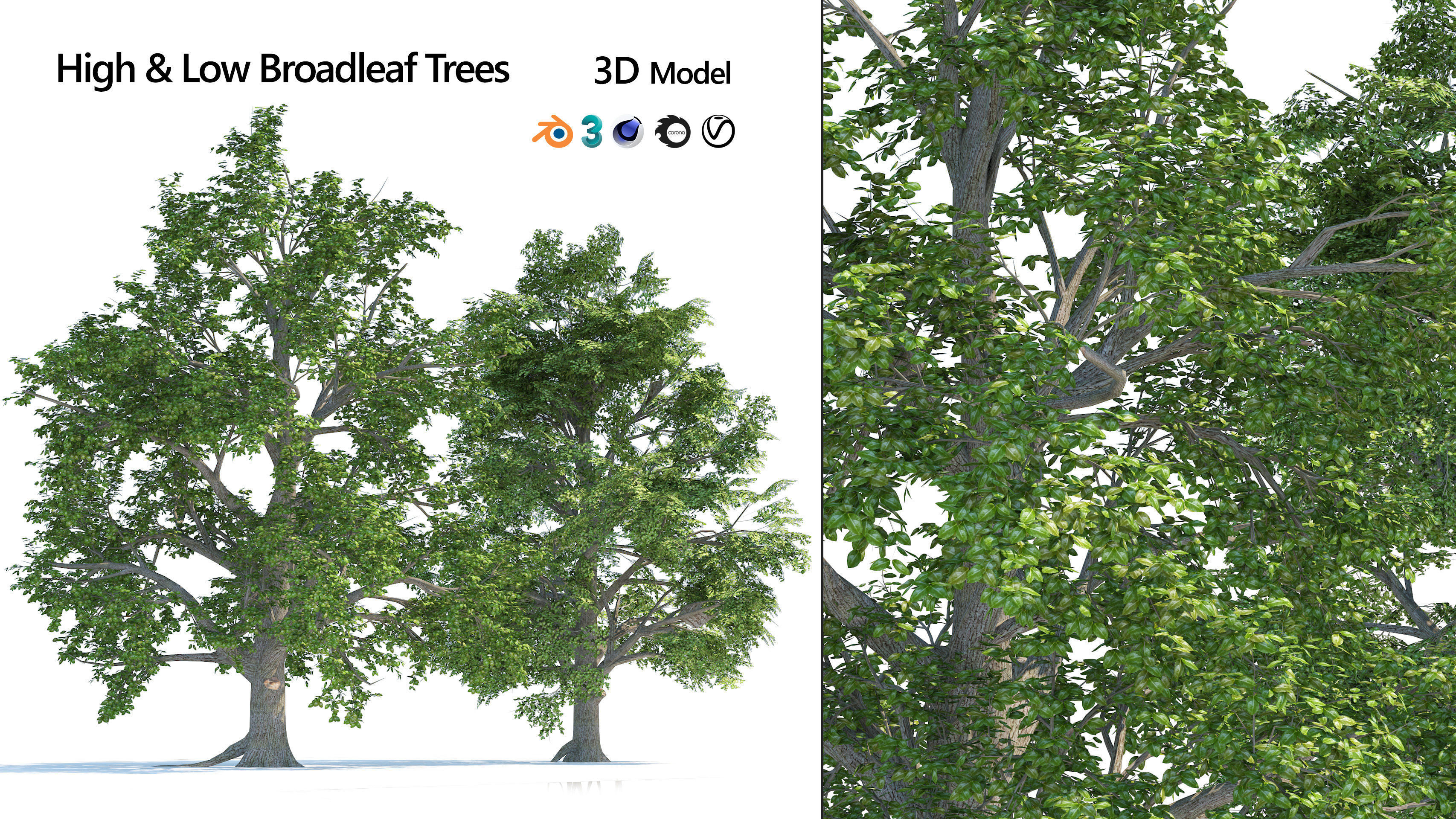 High and Low Poly Broadleaf Trees Low-poly 3D model_5