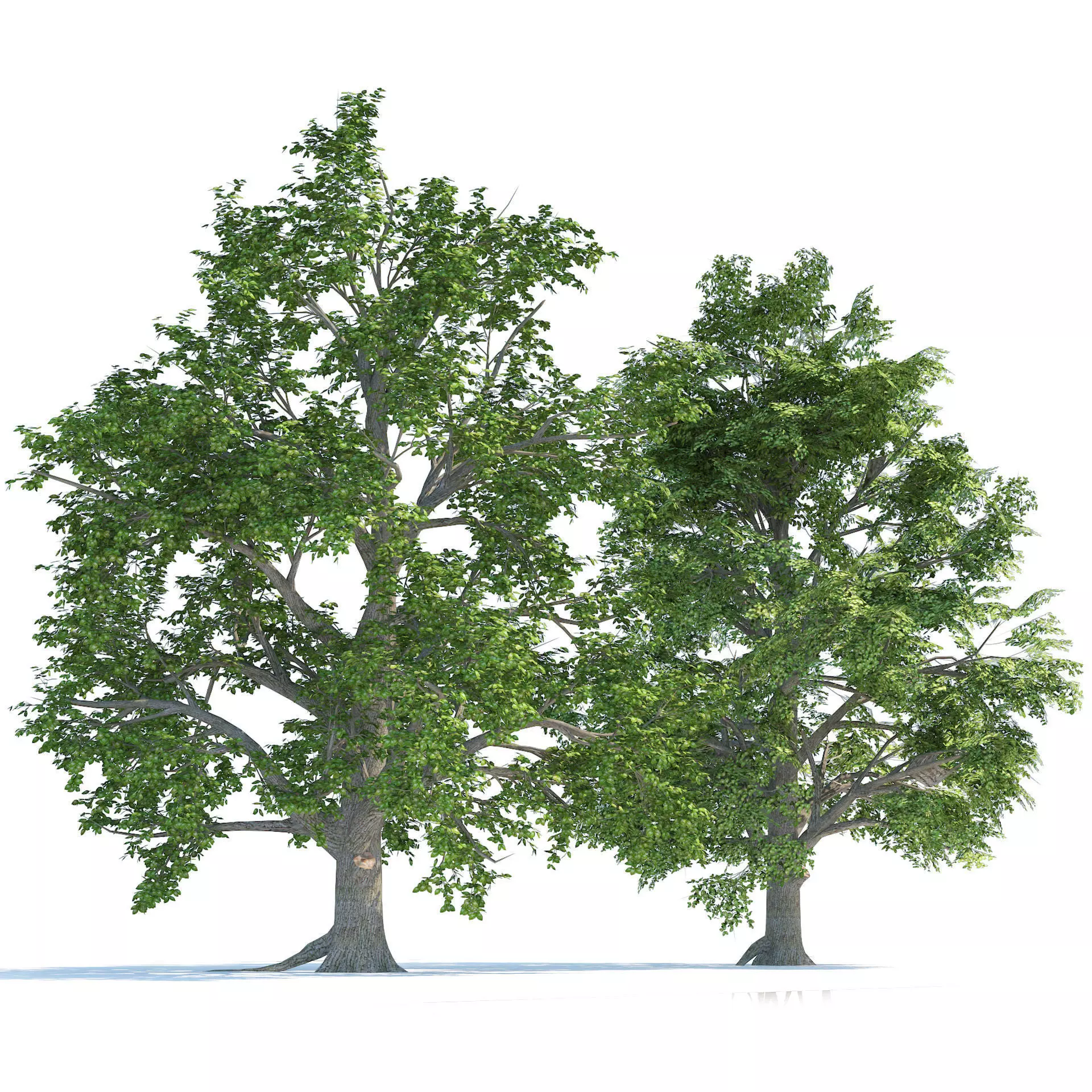 High and Low Poly Broadleaf Trees Low-poly 3D model_0