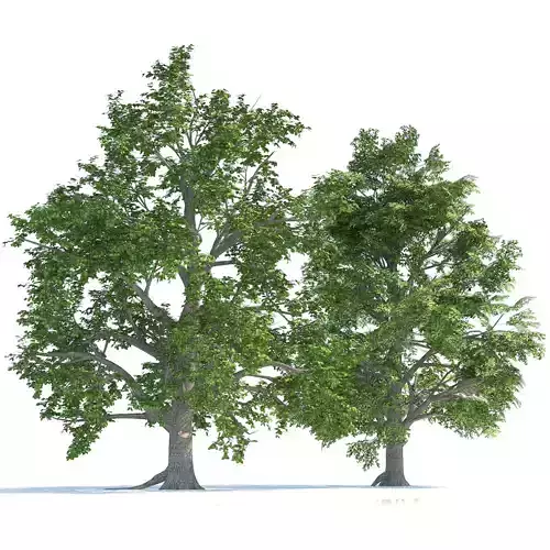 High and Low Poly Broadleaf Trees Low-poly 3D model